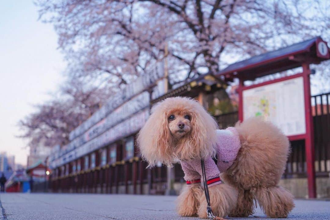 のインスタグラム：「20200325 Wednesday. Good morning! Friends 🌸 朝の5時台は、まだ寒く暗い。 みきゅるんのお洋服もまだ冬仕様😉 . 今年の浅草の桜は どこもかしこも剪定していて花が寂しい😔 派手な満開のさくらが見たいなぁ🥺 みきゅるんと🥰💓😍 . #仲店通り #午前5時 #薄紫な朝 #ゴト日年度末しぬ」