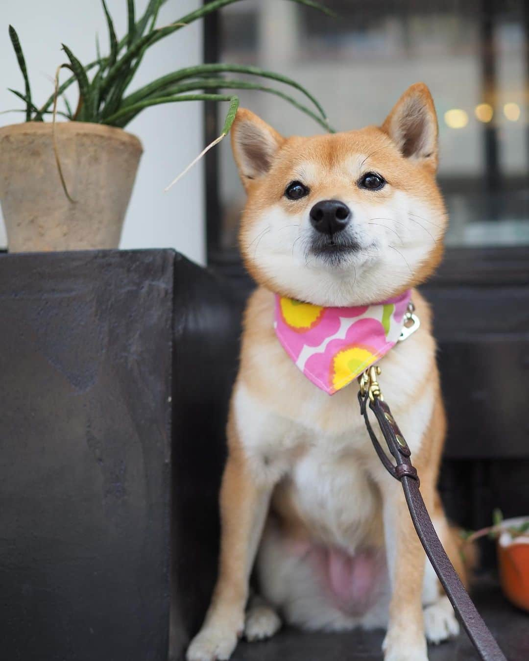 豆柴にこちゃんさんのインスタグラム写真 - (豆柴にこちゃんInstagram)「🐶 おはよー 日曜日はリリちゃんちとのお花見の後、 ランチは #用賀倶楽部 へ。 @lily0316am . にこはお花見で疲れたのか、 気配を消して寝てたので 写真があまりないよ🤣 . 4枚目のリリちゃん、 ネコちゃんみたいでかわいいね🐈😍 . リリちゃんちが頼んだ、 すごいお肉、我が家もおすそわけ してもらったけどおいしかったー😍 . #柴犬#豆柴#pecoいぬ部#犬#わんこ#犬#ここ柴部#shibainu#dog#mameshiba#pecotv#shiba#いぬのきもち部#しばいぬ#しばけん#こいぬ#シバイヌ#いぬ#イヌ#ペット#日本犬#子犬#puppy#pet#시바견#강아지#개#barked#9gag」3月25日 7時32分 - nikochan.mame48