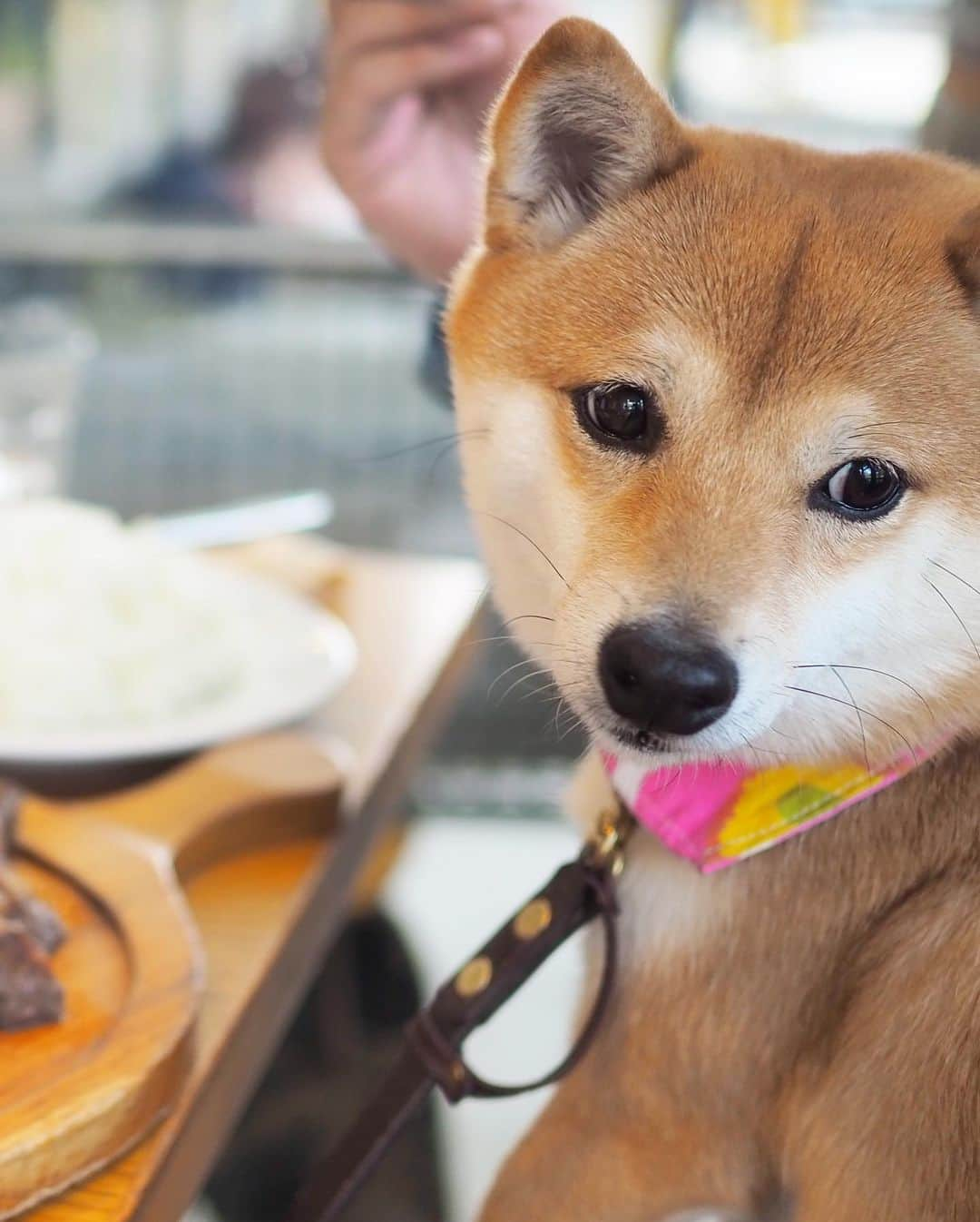 豆柴にこちゃんさんのインスタグラム写真 - (豆柴にこちゃんInstagram)「🐶 おはよー 日曜日はリリちゃんちとのお花見の後、 ランチは #用賀倶楽部 へ。 @lily0316am . にこはお花見で疲れたのか、 気配を消して寝てたので 写真があまりないよ🤣 . 4枚目のリリちゃん、 ネコちゃんみたいでかわいいね🐈😍 . リリちゃんちが頼んだ、 すごいお肉、我が家もおすそわけ してもらったけどおいしかったー😍 . #柴犬#豆柴#pecoいぬ部#犬#わんこ#犬#ここ柴部#shibainu#dog#mameshiba#pecotv#shiba#いぬのきもち部#しばいぬ#しばけん#こいぬ#シバイヌ#いぬ#イヌ#ペット#日本犬#子犬#puppy#pet#시바견#강아지#개#barked#9gag」3月25日 7時32分 - nikochan.mame48