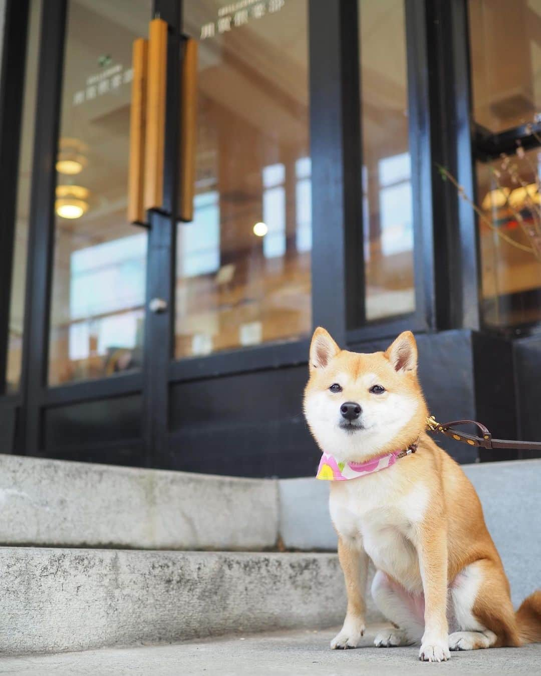 豆柴にこちゃんさんのインスタグラム写真 - (豆柴にこちゃんInstagram)「🐶 おはよー 日曜日はリリちゃんちとのお花見の後、 ランチは #用賀倶楽部 へ。 @lily0316am . にこはお花見で疲れたのか、 気配を消して寝てたので 写真があまりないよ🤣 . 4枚目のリリちゃん、 ネコちゃんみたいでかわいいね🐈😍 . リリちゃんちが頼んだ、 すごいお肉、我が家もおすそわけ してもらったけどおいしかったー😍 . #柴犬#豆柴#pecoいぬ部#犬#わんこ#犬#ここ柴部#shibainu#dog#mameshiba#pecotv#shiba#いぬのきもち部#しばいぬ#しばけん#こいぬ#シバイヌ#いぬ#イヌ#ペット#日本犬#子犬#puppy#pet#시바견#강아지#개#barked#9gag」3月25日 7時32分 - nikochan.mame48