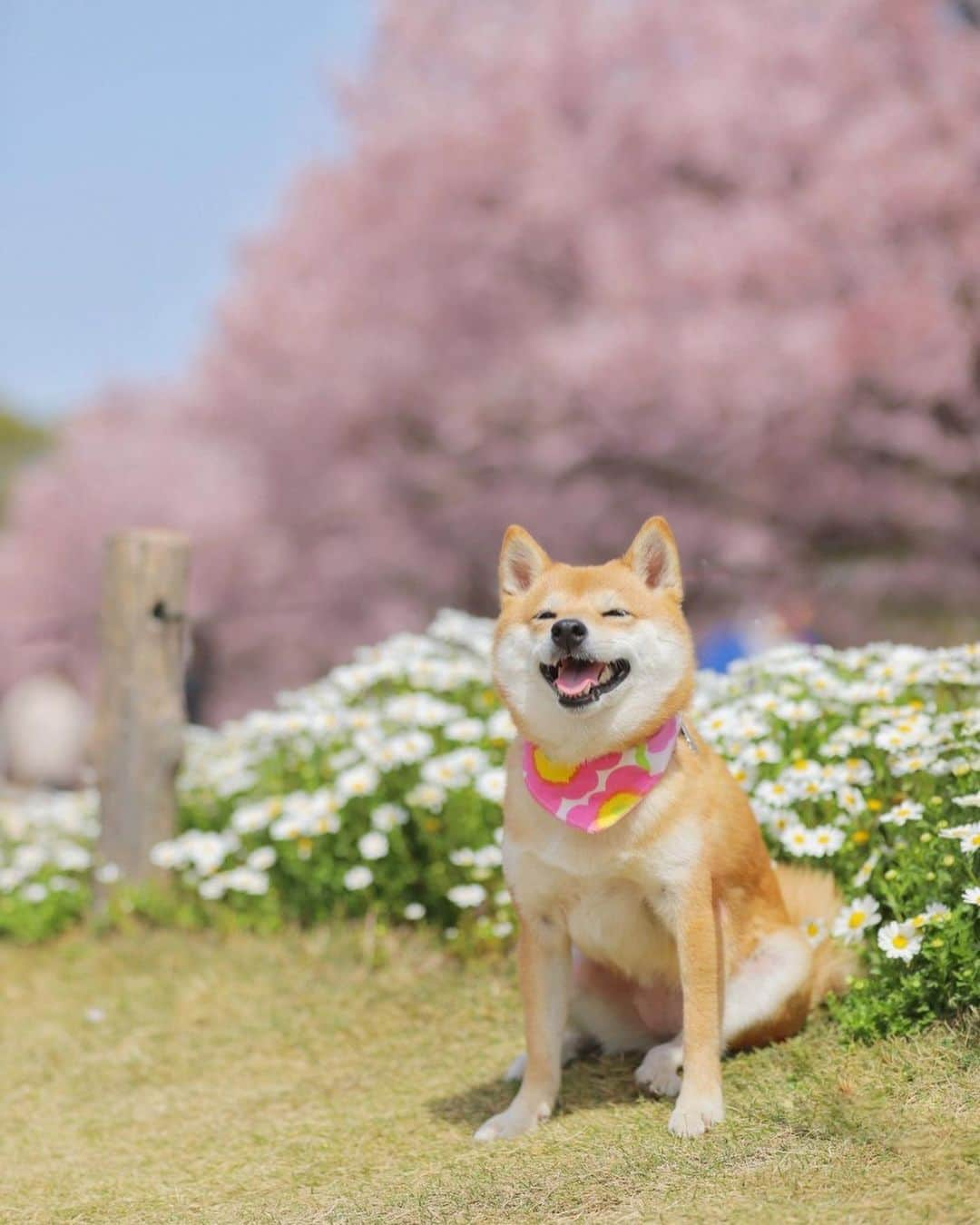 豆柴にこちゃんのインスタグラム