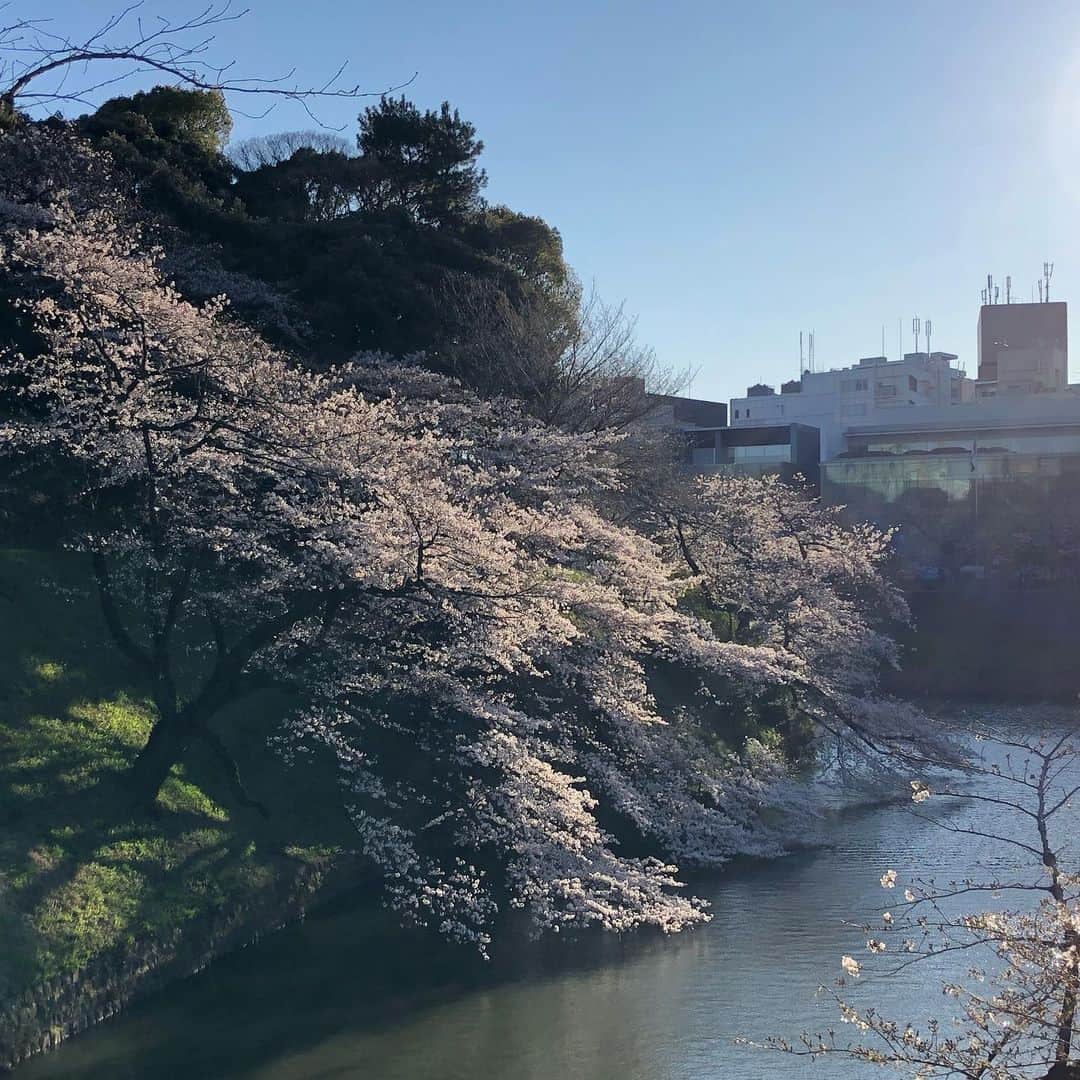 佐久間あすかのインスタグラム：「2020春おさんぽ 会社帰りに^_^🌸 まだ7分咲きくらいかしら？ #千鳥ヶ淵#都内さくら #お花見#国立劇場#桜」