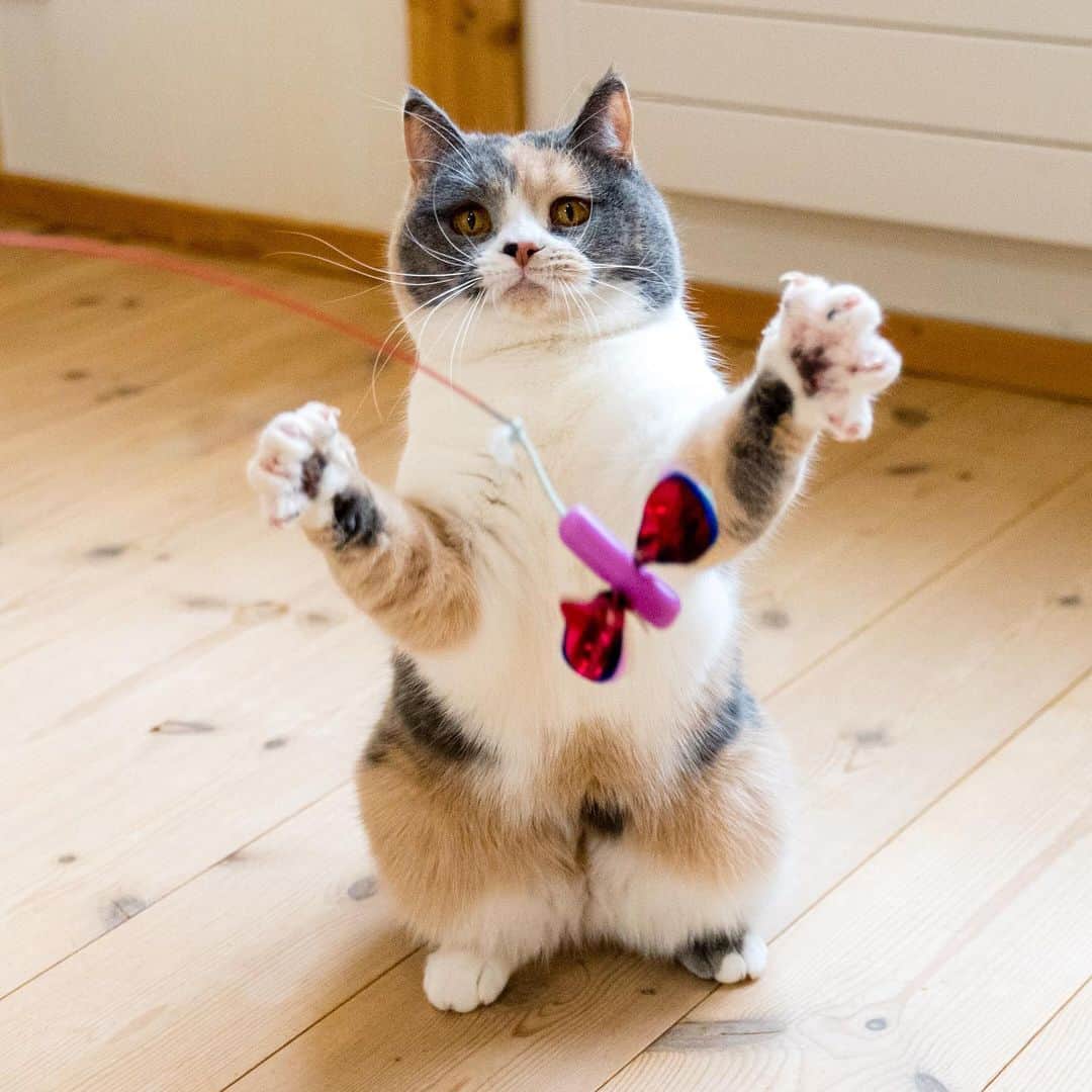 マアルのインスタグラム：「ピケさん #🐈 #北海道 #旭川市 #ペットホテル」