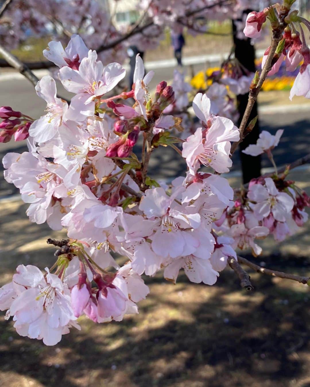 石榑亜紀子さんのインスタグラム写真 - (石榑亜紀子Instagram)「‪おはようございます  毎日毎日、残念なニュースばかりで 息子とお花見したことを 忘れそうになってた🌸  週末、近所の公園と 井の頭公園に行ってきました☺️ 今年の桜、とってもきれいでした✨  早く今までの生活に、 元気に元に戻りますように🌸  #🌸　‪#桜　#お花見　#井の頭公園 にバンボ持参　普段と違う雰囲気でなかなかごはんに集中しなかった💨  #赤ちゃん #生後10ヶ月 #男の子ママ #男の子ベビー #ボーダー #ボーダーコーデ #赤ちゃんのいる生活 #走る気象予報士 #石榑亜紀子 #アスリートフードマイスター2級 #ランニング女子」3月25日 8時40分 - guregure_46