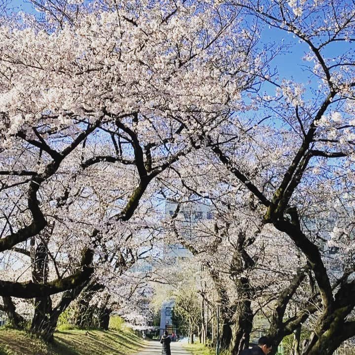 HiRAO INCのインスタグラム：「. Begging of the season 🌸🌸🌸🌸🌸🌸」