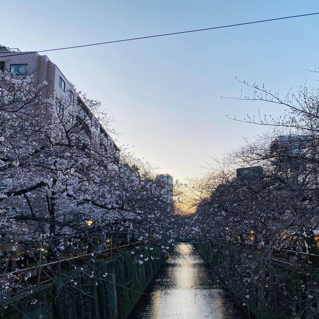 楠紗友里さんのインスタグラム写真 - (楠紗友里Instagram)「#さゆちぃ* * 相棒と❤️ 目黒川の桜は、七分咲き？位だったかな🌸 * #お花見 もどき #目黒川 #桜 #springhascome」3月25日 8時47分 - sayuri_kusunoki