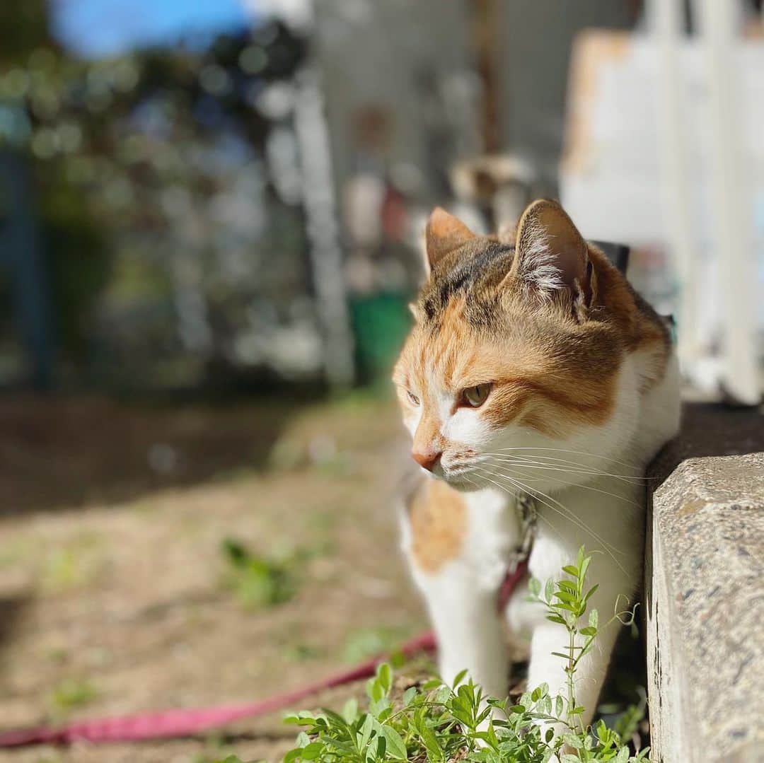山田稔明さんのインスタグラム写真 - (山田稔明Instagram)「おはよ #ポチ実 #三毛猫」3月25日 9時09分 - toshiakiyamada