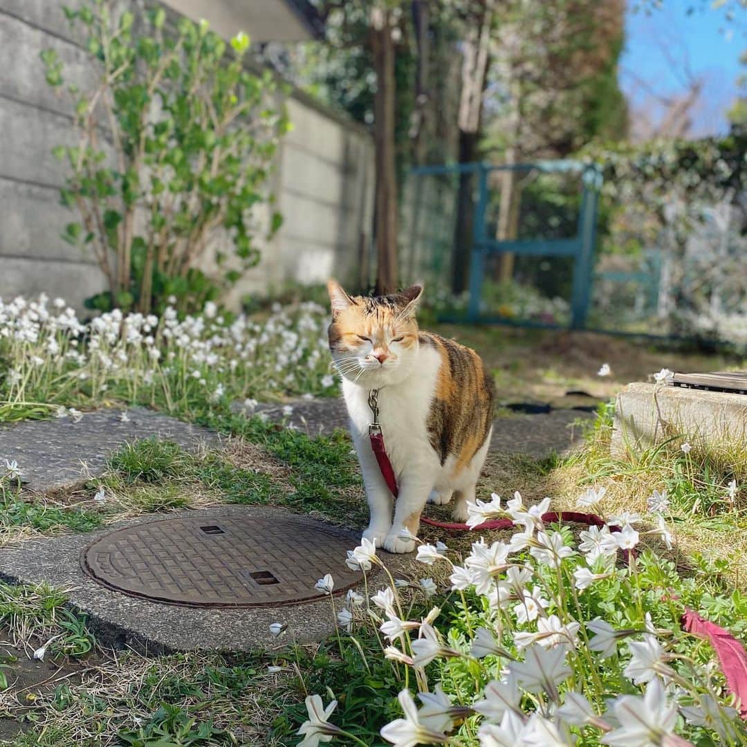 山田稔明さんのインスタグラム写真 - (山田稔明Instagram)「おはよ #ポチ実 #三毛猫」3月25日 9時09分 - toshiakiyamada