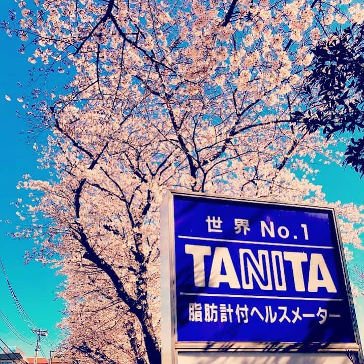 タニタさんのインスタグラム写真 - (タニタInstagram)「桜の咲いているタニタ本社です🌸  感染症の予防・対策を引き続きしていきましょう！  #タニタ #TANITA #桜」3月25日 9時35分 - tanita_jp