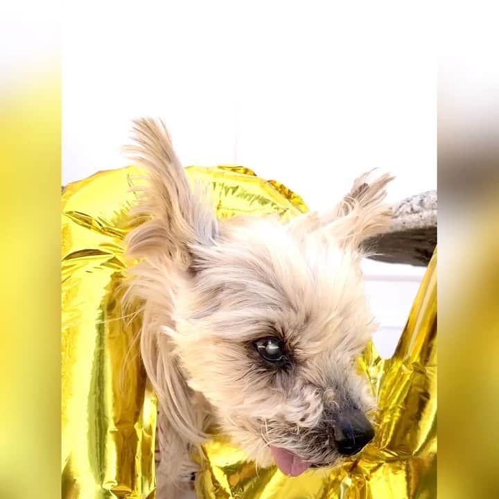 坂本陽子のインスタグラム：「#お誕生日﻿ ハッピー🎉happy❤️バースデー💕💕💕﻿ トト、ついに18歳になりましたぁ〜❤️❤️❤️﻿ ﻿ こんなに、誕生日を待ち遠しく願った事は、ありません❣️﻿ この日が迎えられて本当に、嬉しく、幸せすぎ💕😊トト、頑張ってくれてありがとうネ👍﻿ ﻿ 又、いつも皆様から優しく見守っていただき、勇気と元気をもらいながら迎えられた18歳です❣️﻿ ﻿ トトは、私にとって、かけがえのない相棒。﻿ お互いに協力して、助けあって、時々ケンカしながら、妥協しあい、そして笑顔を忘れずに、1日1日を大切に穏やかに過ごしていきたいと思います。﻿ ﻿ ちなみに、ケーキは、＠長生き犬ごはんのレシピで作った手作りですヨ。﻿ 生クリームの代わりは、ヨーグルトを水切りした物。小さく切ったブルーベリーも入れてあります。﻿ スポンジ生地の代わりに、高野豆腐を豆乳と卵に浸して柔らかくしてから、少量のバターで焼きました。(フレンチトースト風)﻿ ﻿ 皆様、これからも、トトおじいちゃん👴を宜しくお願いします❣️﻿ ﻿ #18歳犬#シニア犬#シニア犬18歳#ハイシニア犬#スーパーシニア犬#老犬#ヨーキー#ヨークシャテリア#2002年組#秘密結社老犬倶楽部#おじいちゃん犬#腎臓病犬#腎不全#皮下点滴#自宅点滴﻿ #お誕生日おめでとう﻿」