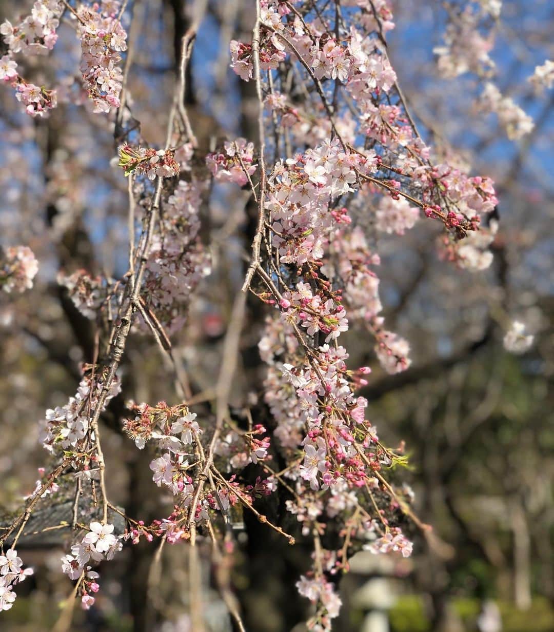 東紗友美さんのインスタグラム写真 - (東紗友美Instagram)「お花見ができるのは皆が、 健康で無事でいられてこそ。 ブルーシートを引いてじっくり娘とのんびり桜を楽しむというお楽しみは、来年に🌸🌸 人も全然いなかったので 通りすがりに ほんのすこしだけ眺めた桜。 ・ ・ 「ねぇ、なんだかまるで雪みたい🌸」 #秒速5センチメートル のあかりちゃんのセリフを胸の中でそっと唱えて退散！ そうそう💡 最近、連載で秒速〜紹介できたんですよね。嬉しかったなぁ！ ・ ・ この日、つけていたイヤリングがまるで桜の花びらのよう。 @genic_jewelry  セレンディピティ！ ※距離近く見えますが、桜には触れてないですよ😊 #cherryblossom  #さくら　#桜　#ザラジョ #ザラコーデ　#genicjewelry #ママコーデ　#ワーママ　#女の子ママ　#桜活」3月25日 21時00分 - higashisayumi