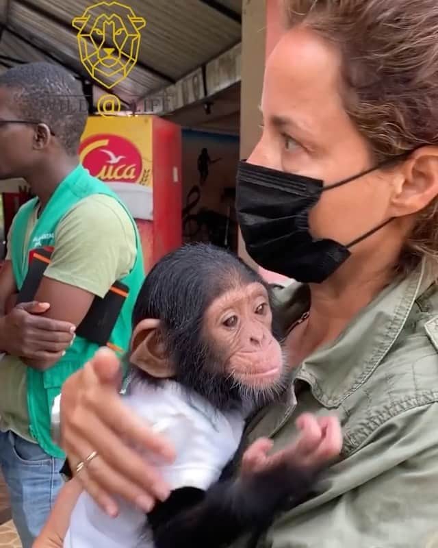 WildLifeのインスタグラム：「By @wild_at_life Let me introduce you to Jakarta, aka Jacka. She is only 7 months old. The usual story. Poachers killed all her family and abducted her from the forest she knew as her home. As a tiny baby, she was put in a cardbox, with broken finger and could it even walk (probably due to the fall from the arms of her mother). She was brought as a pet to this place. We went to investigate and took a representative of the Ministry of Wildlife with us. She as dressed up like this, still wondering what she has done to deserve this. She was just a circus clown in a restaurant.  The local police is asking me what kind of animal is this and is he bites. I said she does bite anyways as maybe they can refrain from approaching them in the wild. Imagine he doesn’t even have a clue of what is going on in his city.  Jacka is one of the orphans of the notorious bloody poaching and wildlife trade industry. Her entire family has been dismembered and sold in the market as bushmeat and she was sold as a house pet.  We know times are hard for everyone now. But we are fighting non stop against poaching and we need your support. Wildlife consumption is causing much of the disease we know around. Please support us. So we can save and secure the future of babies like Jacka and implement further measures and law enforcement to fight poaching.  PayPal: info@wildatlife.com Thank you Wild@Life #wildatlife #endwildlifetrafficking #endwildlifecrime #endwildlifetrade #stopwildlifetrafficking #antipoaching #bushmeat #chimpsarenopets #chimpsarenotfood #extinctionisforever #savewildlife #chimpanzeerescue #orphan #kidnapped #stopabuse #liveandletlive #iamsoti」