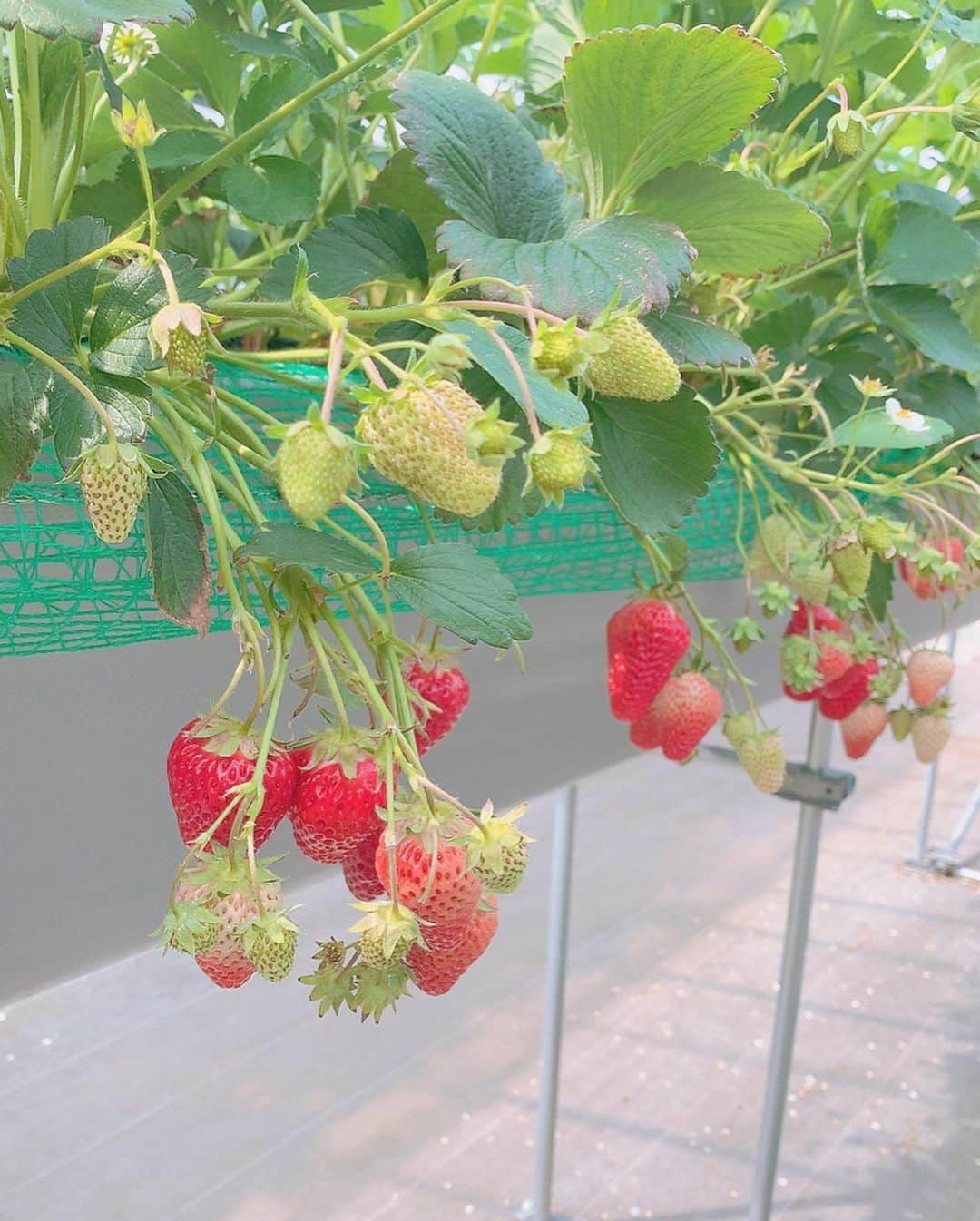 田代ひかりさんのインスタグラム写真 - (田代ひかりInstagram)「いちご狩り🍓💛 この日はお天気が良かったので @tres.jewelry のサングラスを装着✨🕶 #japan #tokyo #selfie  #ootd #fashion  #strawberry #딸기 #딸기따먹기 #오오티디 #오오티디룩 #인스타그램 #안경 #일본인 #00년생 #20살 #21살  #いちご狩り #サングラス #サングラス女子 #tresjewelry」3月25日 21時02分 - tashiro_hikari