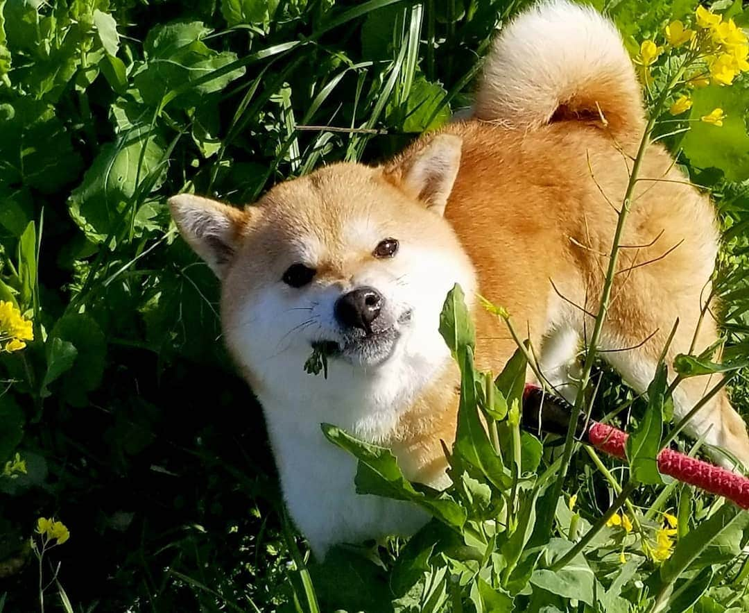 柴犬たま Shibainu Tamaのインスタグラム