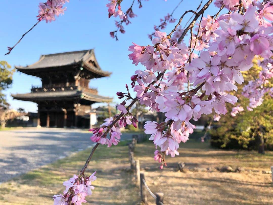 石井脩平さんのインスタグラム写真 - (石井脩平Instagram)「🌸 おおきに京都 さいなら京都  #桜 #cherryblossoms #🌸 #嵯峨釈迦堂 #清凉寺 * * #船岡山 #無限大ホール #左大文字 我が幼少期を過ごしき場所  #ほていや #千本通り  #上千本商店街  チョコプラ長田さんも同じく幼少期を過ごしき場所  #Prangipani #フランジパニ #鞍馬口 #古民家カフェ  薩長同盟締結之地 カフェInstagram先輩 コマンダンテ石井さんにすぐ報告  #船岡温泉 #キングオブ銭湯 文化庁登録有形文化財  #本家第一旭 #特製硬いめネギ多め #九条ネギ  #KyotoTower #おおきに #さいなら  こんなにゆっくりしたん久しぶりや 大学生の時に帰った時以来ちゃうか これ以上おったら自分がおかしなりそうで恐い #もう充分おかしなっとる #何を言うとんねん #恐いんこっちや  #Kyoto #春の京都」3月25日 19時40分 - presidentchan141