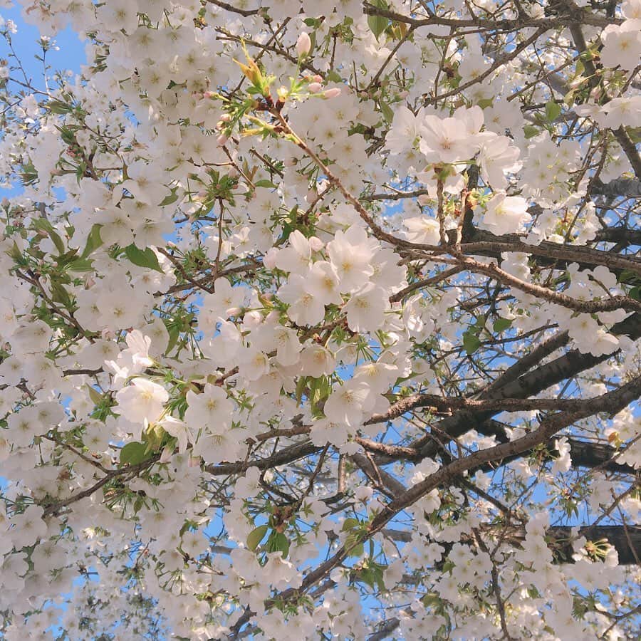 菜那くららさんのインスタグラム写真 - (菜那くららInstagram)「＊﻿ 3月25日✨﻿ 宝塚を卒業して2年が経ちました✨﻿ ﻿ あの日も桜が綺麗に咲いてました🌸﻿ 桜の季節になると卒業した日を思い出します😌﻿ ﻿ 「新たな世界へ羽ばたいて参ります」﻿ と卒業の挨拶をしたあの日から﻿ 本当にあっという間の2年間。。。﻿ ﻿ 色々な経験をしながら﻿ 宝塚の"偉大さ"や"素晴らしさ"を﻿ 改めて感じる2年間でした﻿ ﻿ 卒業したからこそ分かる事だなと感じます﻿ ﻿ ライブの時も思いましたが﻿ 卒業してからも応援し温かく見守って下さる方がいて下さる事が本当に有り難くて、嬉しいです🥺💓﻿ ﻿ これからも﻿ 応援して下さる皆さま、周りの方々へ感謝し﻿ 日々、成長していきたいと思います✨﻿ ﻿ 今日は私が歌唱として出演した「人魚姫」より﻿ ・それはいつだって﻿ をお届けします🎶(2月のライブ動画)﻿ ﻿ 私自身、この曲を初めて聞いた時に﻿ 心にすっと入ってきて、﻿ 切ない歌詞でもあるのですが﻿ 心に響く物があり、このメロディーに癒されました﻿ ﻿ 今、コロナやオリンピック延期など﻿ 気持ちが下がる出来事が多いですが、﻿ この曲を聞いて頂いて﻿ 束の間の癒しの時間になればと…✨﻿ ﻿ 今、自分に出来る事をしっかり考え﻿ 笑顔を絶やさず、免疫力を上げて﻿ 日々、過ごしていきたいと思います☺️✨🎶﻿ ﻿ 2020.3.25﻿ ﻿ ﻿ #退団記念日 #2周年 #宝塚歌劇団 #花組﻿ #桜 #🌸 #卒業 #歌 #音楽 #癒し﻿ #菜那くらら﻿」3月25日 19時48分 - nana_kurara