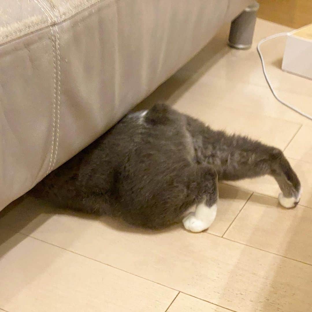 くまお父のインスタグラム：「父帰宅。 で、巣穴に逃げ込むウォンバット  #父がいます #父水曜日は早帰りデー  #ilovecat」