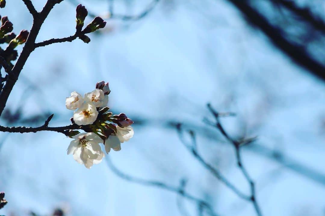京都サンガF.C.さんのインスタグラム写真 - (京都サンガF.C.Instagram)「サンガタウンでも、ついに桜の開花が見られました☺️✨ 少しでも皆さまにサンガタウンの空気を感じていただければ幸いです😊  #サンガタウンお花見🌸 #魅せようKYOTOの一体感 #sanga #京都サンガ #闘紫 #TEAM京都」3月25日 20時01分 - kyotosanga_official