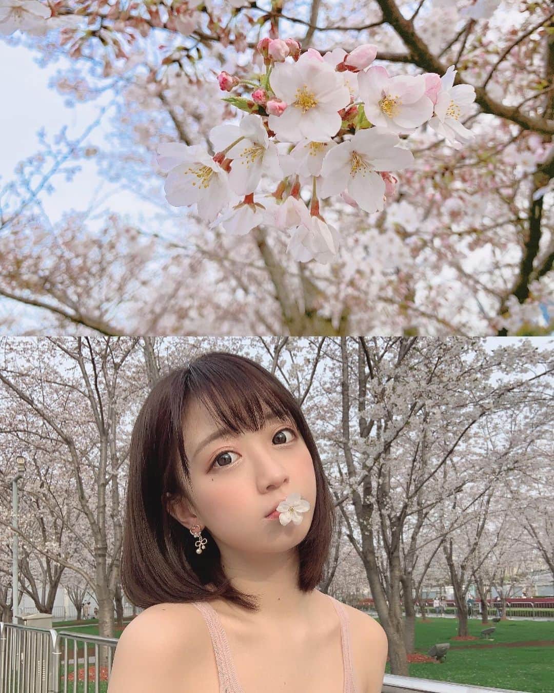 Yamiさんのインスタグラム写真 - (YamiInstagram)「樱花」3月25日 20時06分 - real__yami