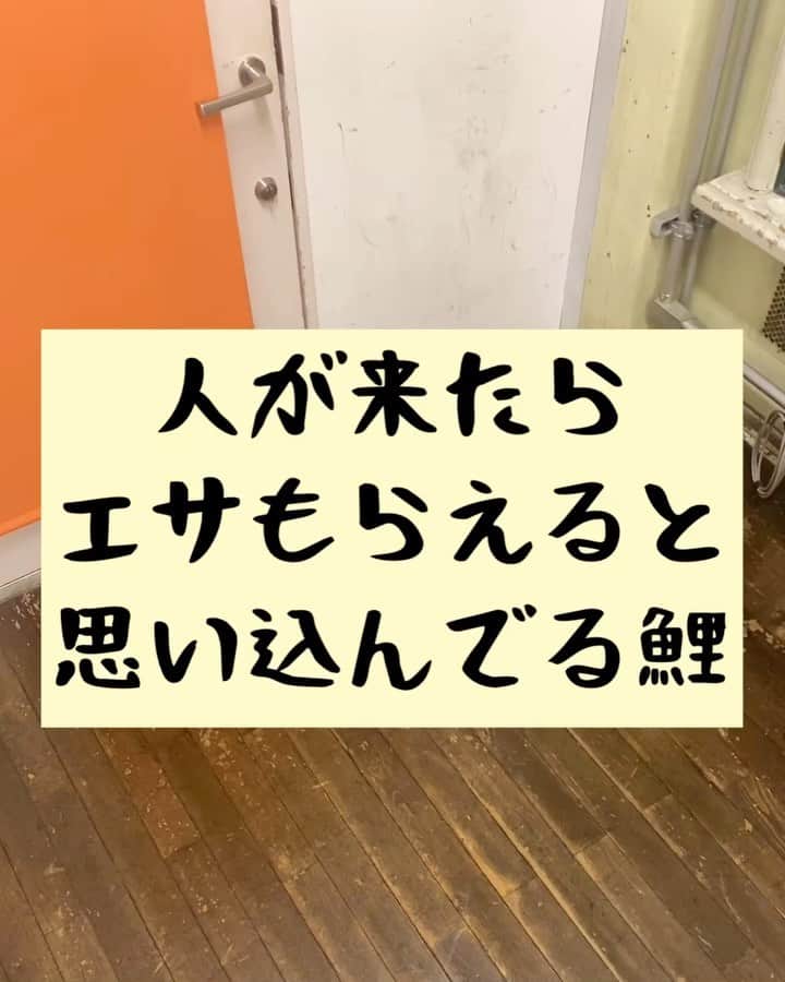 たいゆうきのインスタグラム：「タイの 動物あるあるモノマネ 「人が来たらエサもらえると思い込んでる鯉」  #タイ動物 #動物 #あるある #ものまね  #魚 #fish  #もふもふ  #鯉 #池  #人」