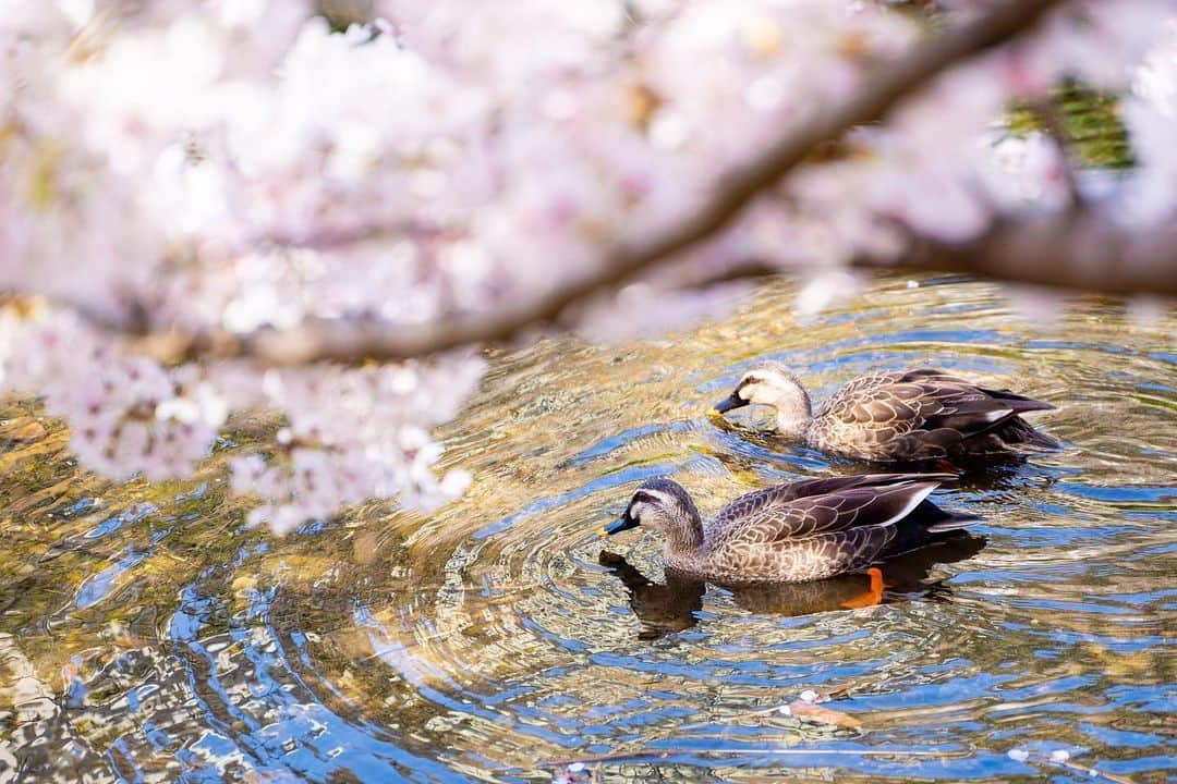 近藤研二さんのインスタグラム写真 - (近藤研二Instagram)「鴨と桜 モイの薬を病院へもらいに行ったついでに近くの川でお花見してきた。  最後の一枚よく見ると鴨の頭に桜の花びらがのっかってる。  オタマジャクシを久しぶりに見ることができたり、人混みじゃなくても楽しめるスポットはたくさんあるんだなあと思った。  親父のことと合わせてブログ更新しました。  #モイリンパ腫闘病 #桜 #鴨」3月25日 20時18分 - kenjikond0