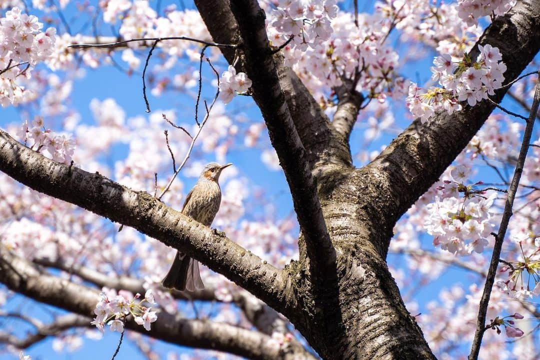 近藤研二さんのインスタグラム写真 - (近藤研二Instagram)「鴨と桜 モイの薬を病院へもらいに行ったついでに近くの川でお花見してきた。  最後の一枚よく見ると鴨の頭に桜の花びらがのっかってる。  オタマジャクシを久しぶりに見ることができたり、人混みじゃなくても楽しめるスポットはたくさんあるんだなあと思った。  親父のことと合わせてブログ更新しました。  #モイリンパ腫闘病 #桜 #鴨」3月25日 20時18分 - kenjikond0