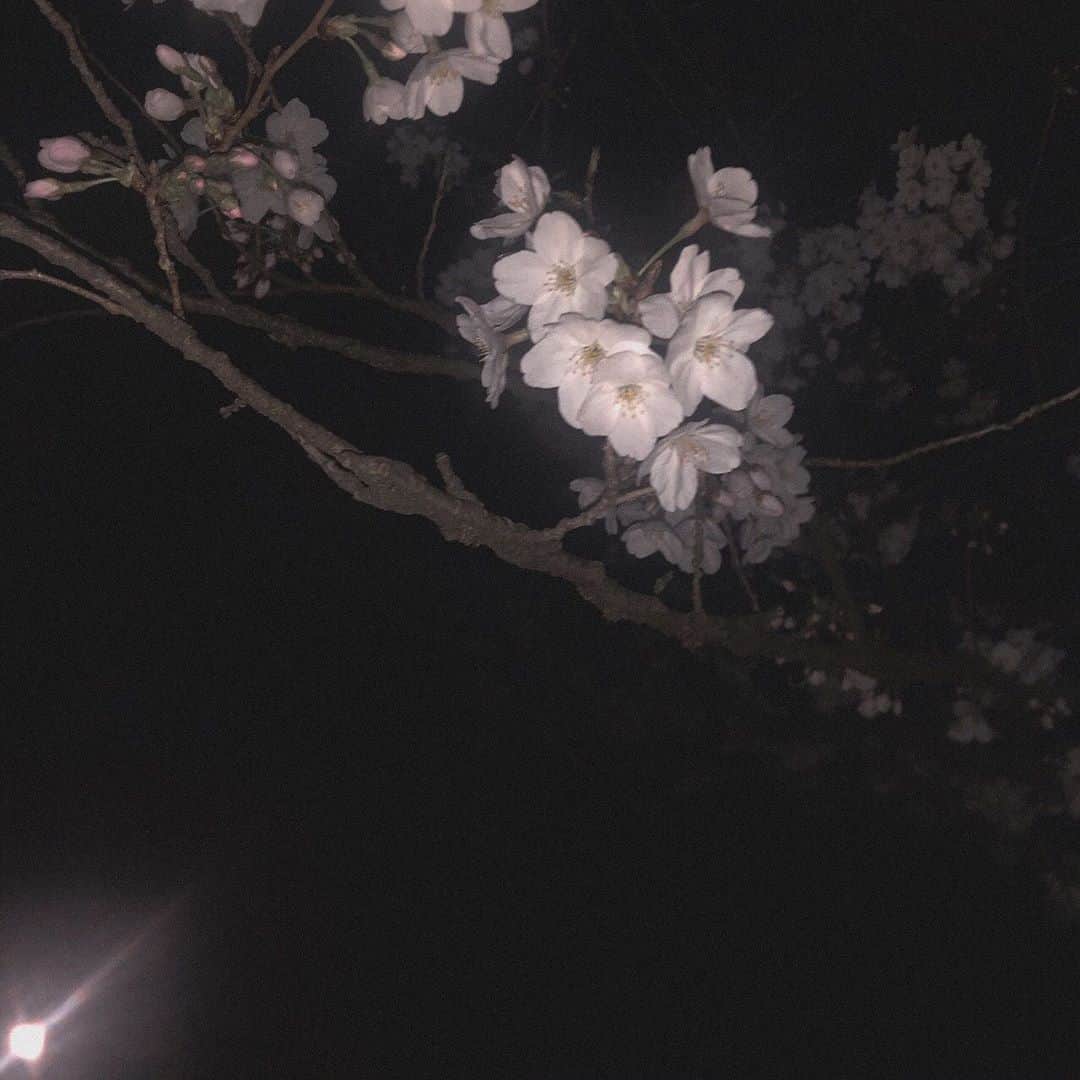 吉川愛さんのインスタグラム写真 - (吉川愛Instagram)「☺︎ 夜桜」3月25日 20時27分 - ai_yoshikawa_official