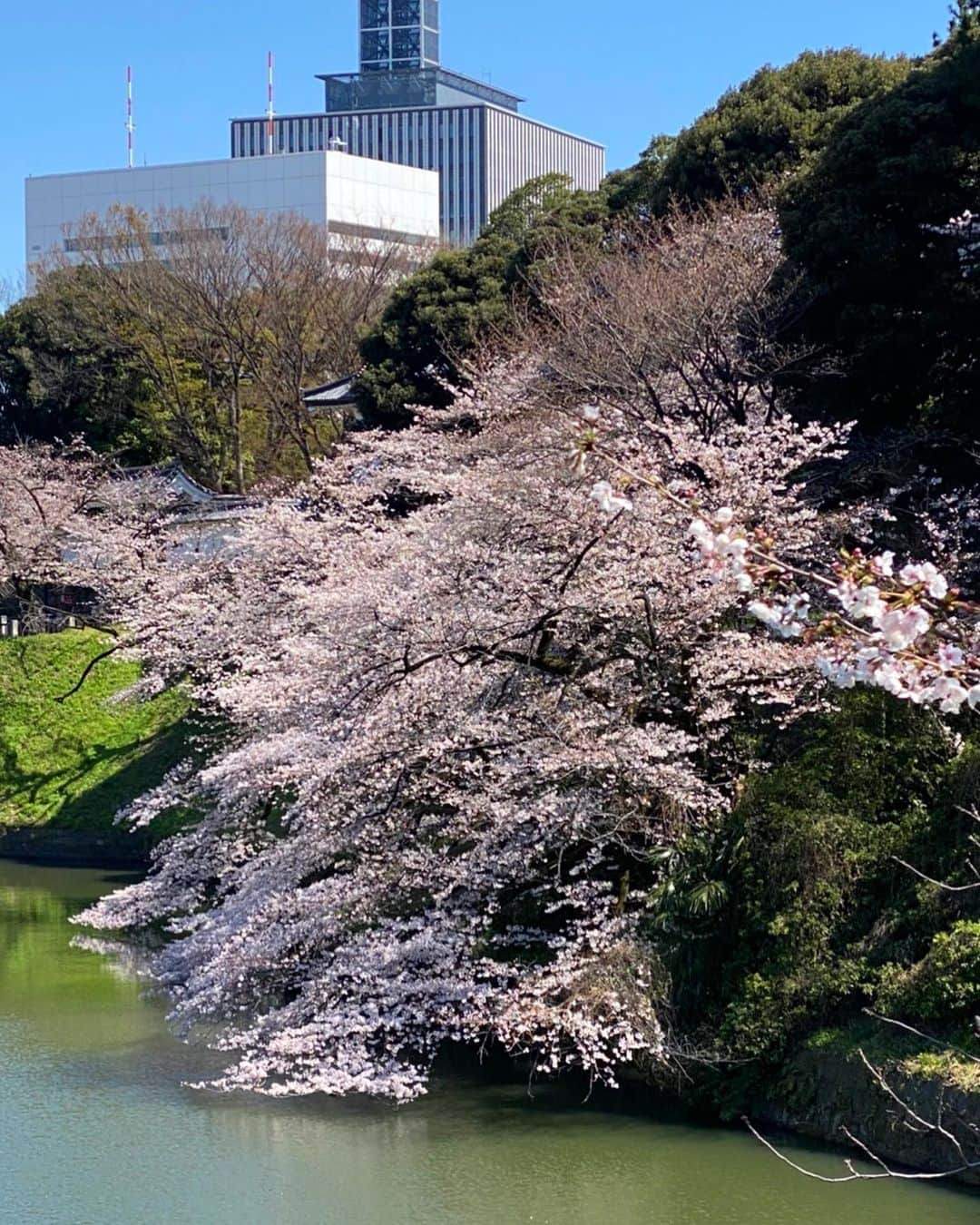 木部さんさんのインスタグラム写真 - (木部さんInstagram)「今日の千鳥ヶ淵の桜🌸です！﻿ ﻿ ﻿ 写真の木は満開ですが、全体的にはもう少しです！﻿ ﻿ ﻿ おそらく週末くらいが満開だと思うのですが、雨予報☂️です！﻿ ﻿ ﻿ ﻿ #桜　#さくら🌸  #桜の木 #桜の花 #春が来た #青空 #晴天☀️ #綺麗な花 #千鳥ヶ淵 #sakura🌸#歩きながら #お花見🌸#長く咲いてね #3月 #cherrytree #2020 #springiscoming #bluesky💙 #goodweather☀️ #chidorigafuchi #march2020 #tokyo #japan #cherryblossomviewing」3月25日 20時29分 - kibe_dayo