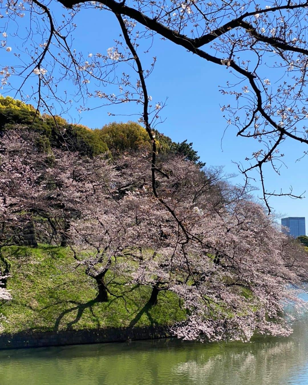 木部さんさんのインスタグラム写真 - (木部さんInstagram)「今日の千鳥ヶ淵の桜🌸です！﻿ ﻿ ﻿ 写真の木は満開ですが、全体的にはもう少しです！﻿ ﻿ ﻿ おそらく週末くらいが満開だと思うのですが、雨予報☂️です！﻿ ﻿ ﻿ ﻿ #桜　#さくら🌸  #桜の木 #桜の花 #春が来た #青空 #晴天☀️ #綺麗な花 #千鳥ヶ淵 #sakura🌸#歩きながら #お花見🌸#長く咲いてね #3月 #cherrytree #2020 #springiscoming #bluesky💙 #goodweather☀️ #chidorigafuchi #march2020 #tokyo #japan #cherryblossomviewing」3月25日 20時29分 - kibe_dayo