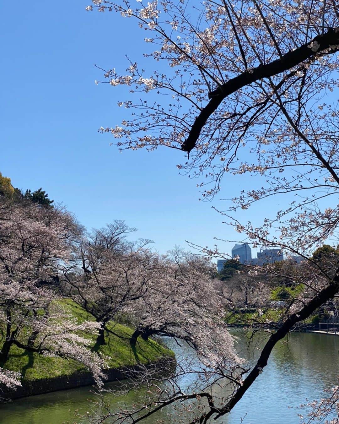 木部さんさんのインスタグラム写真 - (木部さんInstagram)「今日の千鳥ヶ淵の桜🌸です！﻿ ﻿ ﻿ 写真の木は満開ですが、全体的にはもう少しです！﻿ ﻿ ﻿ おそらく週末くらいが満開だと思うのですが、雨予報☂️です！﻿ ﻿ ﻿ ﻿ #桜　#さくら🌸  #桜の木 #桜の花 #春が来た #青空 #晴天☀️ #綺麗な花 #千鳥ヶ淵 #sakura🌸#歩きながら #お花見🌸#長く咲いてね #3月 #cherrytree #2020 #springiscoming #bluesky💙 #goodweather☀️ #chidorigafuchi #march2020 #tokyo #japan #cherryblossomviewing」3月25日 20時29分 - kibe_dayo