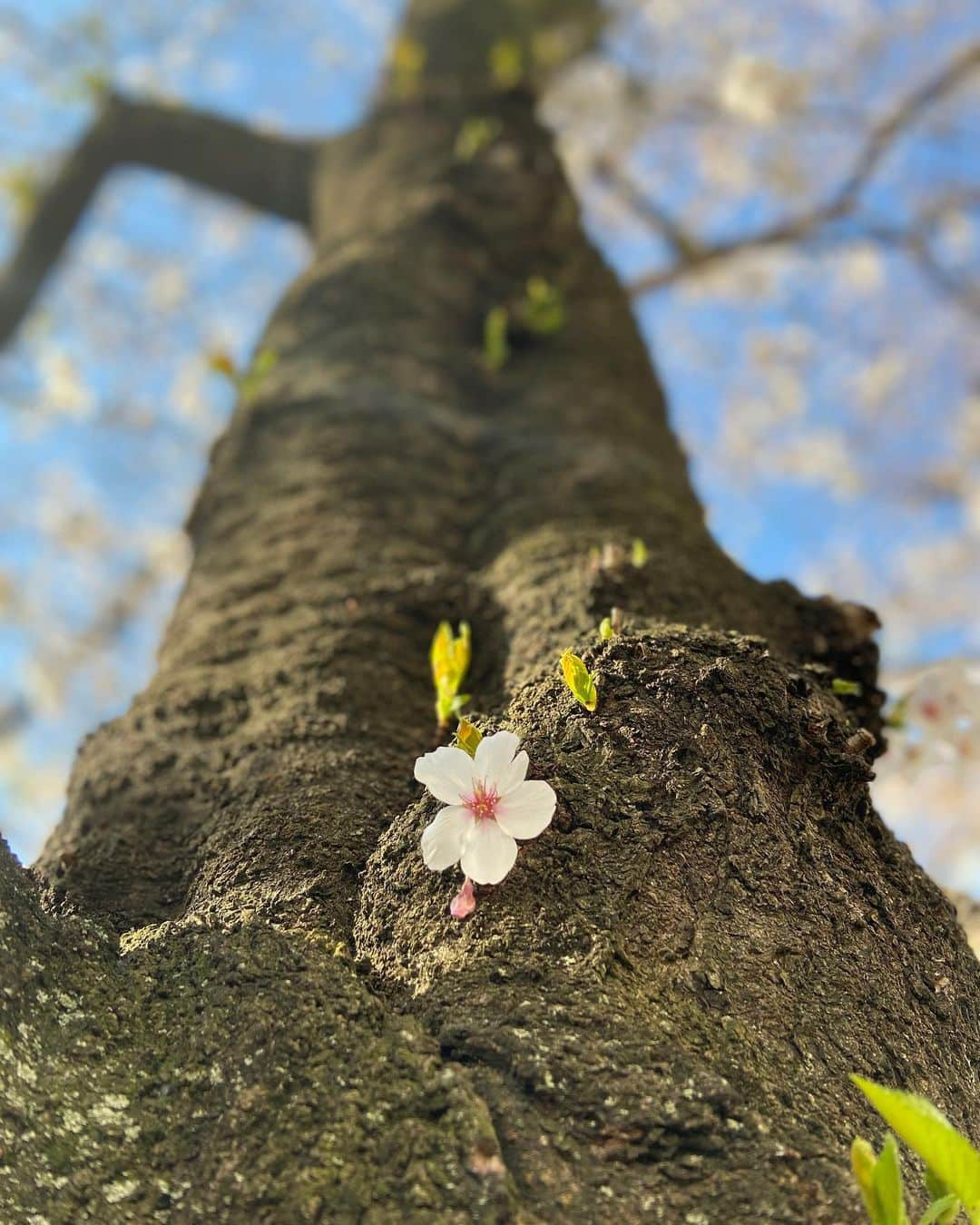 美神れおなのインスタグラム