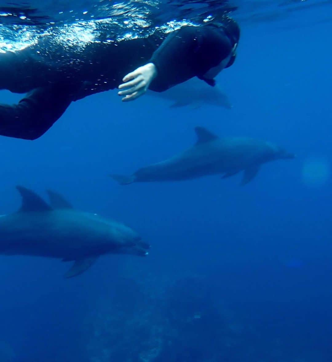 山崎美月のインスタグラム：「Ogasawara island.  With dolphins」