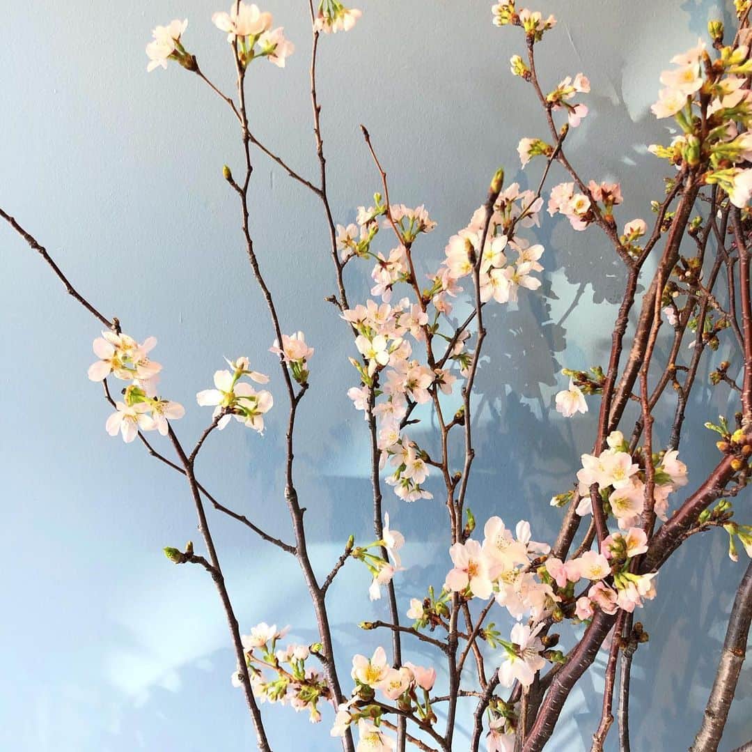 ecomfort（エコンフォート）さんのインスタグラム写真 - (ecomfort（エコンフォート）Instagram)「🌸ecomfortHouseに桜が届きました🌸  グランドオープンを機に、季節のお花を店内に飾っています。 今しゅうは桜！ 都内でも満開に近づいています。エコンフォートハウスでは 開きはじめた桜が 皆さまをお迎えします。🌸 エコンフォートハウスは 3月27日から4月5日まで お休みいたします。  週末は外出自粛要請が出ております。 お花見も自粛モードですが 少しでも桜を見て、明るい気持ちになりたいですね  #ecomforthouse🏠  宮下織絵  #ecomfort　#エコンフォート #ecomfortHouse　#サスティナブル　#エコ　#ナチュラル志向　#丁寧な暮らし　#北欧　#表参道　#今日の買い物が未来を変える　#神宮前5丁目　#神五通り　#SDGs #桜　#さくら　#🌸🌸🌸」3月25日 20時46分 - ecomfort_eoct