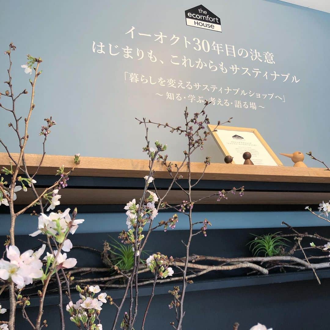 ecomfort（エコンフォート）さんのインスタグラム写真 - (ecomfort（エコンフォート）Instagram)「🌸ecomfortHouseに桜が届きました🌸  グランドオープンを機に、季節のお花を店内に飾っています。 今しゅうは桜！ 都内でも満開に近づいています。エコンフォートハウスでは 開きはじめた桜が 皆さまをお迎えします。🌸 エコンフォートハウスは 3月27日から4月5日まで お休みいたします。  週末は外出自粛要請が出ております。 お花見も自粛モードですが 少しでも桜を見て、明るい気持ちになりたいですね  #ecomforthouse🏠  宮下織絵  #ecomfort　#エコンフォート #ecomfortHouse　#サスティナブル　#エコ　#ナチュラル志向　#丁寧な暮らし　#北欧　#表参道　#今日の買い物が未来を変える　#神宮前5丁目　#神五通り　#SDGs #桜　#さくら　#🌸🌸🌸」3月25日 20時46分 - ecomfort_eoct