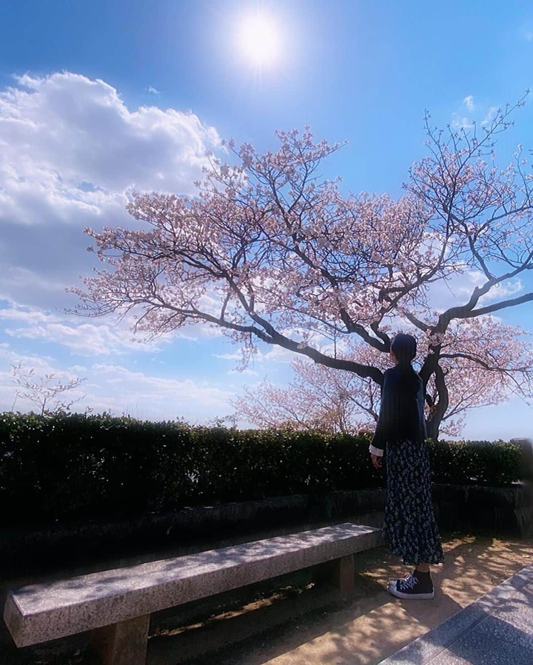 樋口みどりこさんのインスタグラム写真 - (樋口みどりこInstagram)「お墓参りへ、、✨ #さくら  #桜  #春 #春ですね  #🌸」3月25日 12時02分 - higuchimidoriko