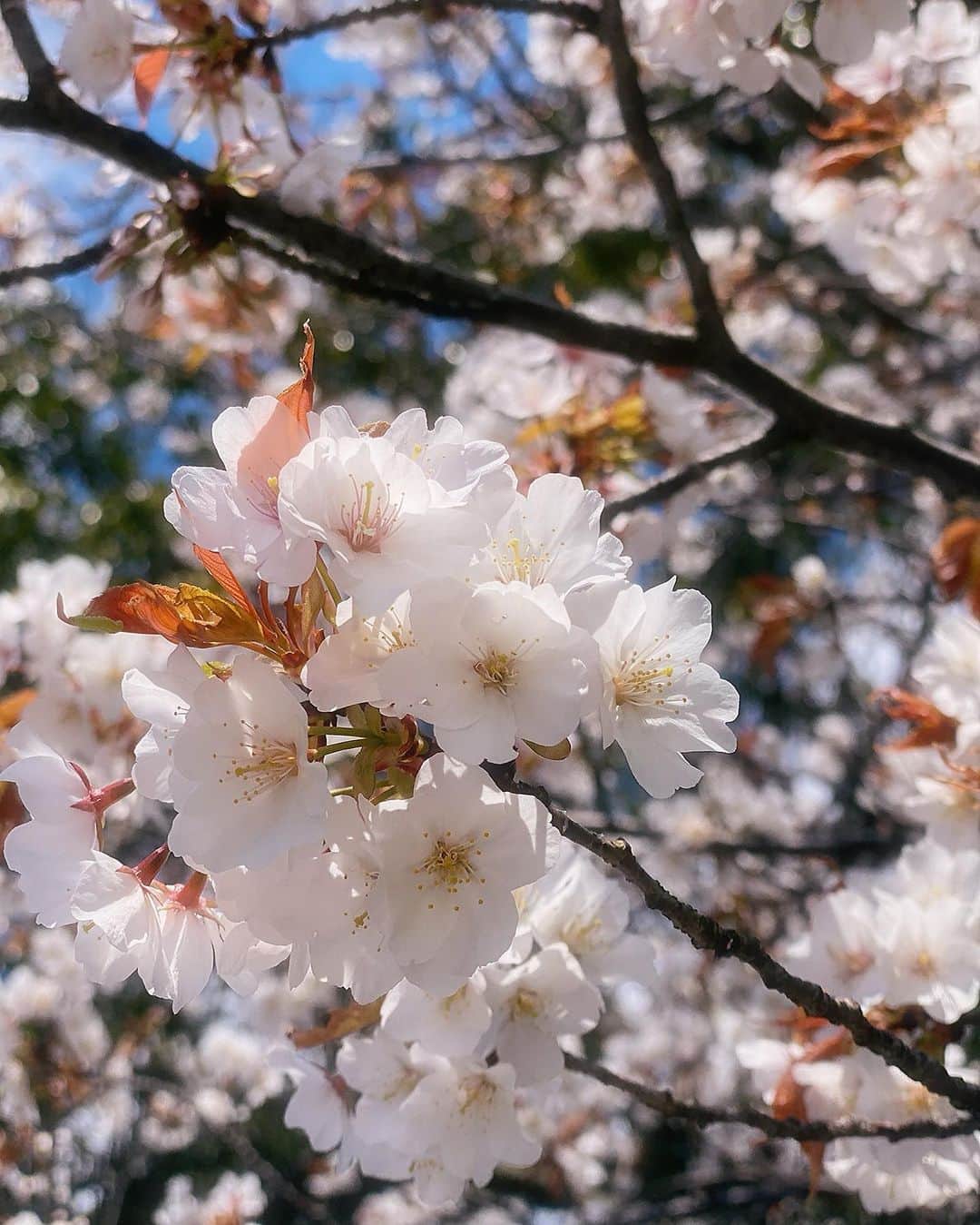 樋口みどりこさんのインスタグラム写真 - (樋口みどりこInstagram)「お墓参りへ、、✨ #さくら  #桜  #春 #春ですね  #🌸」3月25日 12時02分 - higuchimidoriko