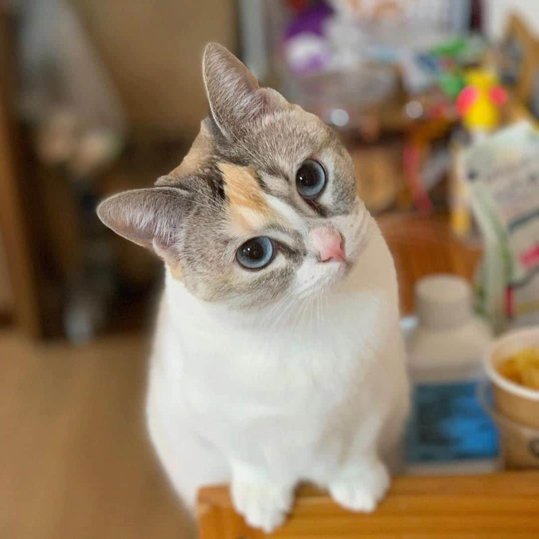 PECOねこ部さんのインスタグラム写真 - (PECOねこ部Instagram)「. 「ん？」 #小首をかしげる #あんずちゃん🐈 #不思議そうなお顔が #可愛くて困っちゃう😍 #ママさんを見つめて #どうしたのかな？😊 #regram：@anzuchan2018  素敵な写真を投稿してくださったのは… @anzuchan2018 さん 他にも素敵なお写真がたくさんあるので、ぜひ遊びに行ってみてください！  #ペコねこ部 をつけて投稿すると… PECOで楽しくご紹介させていただきます💖  #ねこ #猫 #ネコ #ねこ部 #にゃんこ #かわいい #cat #cats #catsofinstagram #cats_of_instagram #catstagram #kawaii #meow #catlover #マンチカン #眼差し #可愛い #💕 #munchkin #munchkincat」3月25日 12時00分 - pecocats