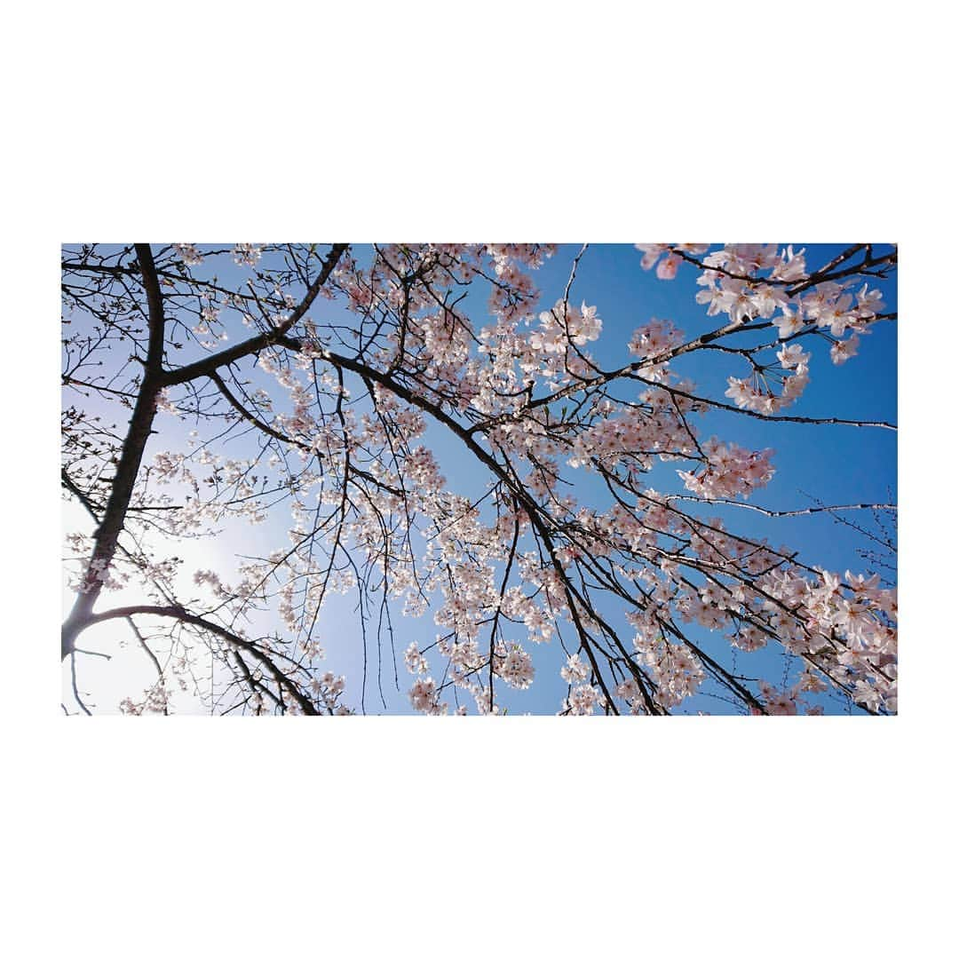 花村怜美のインスタグラム：「青空に桜。 #空 #青空 #晴れ #桜 #さくら #サクラ #枝垂桜 #桜花 #花 #植物 #自然 #景色 #風景 #春 #好き #美 #sky #bluesky #clearsky #sakura #cherryblossom #flower #flowers #flowerstagram #nature #plants #spring #tokyo #japan」