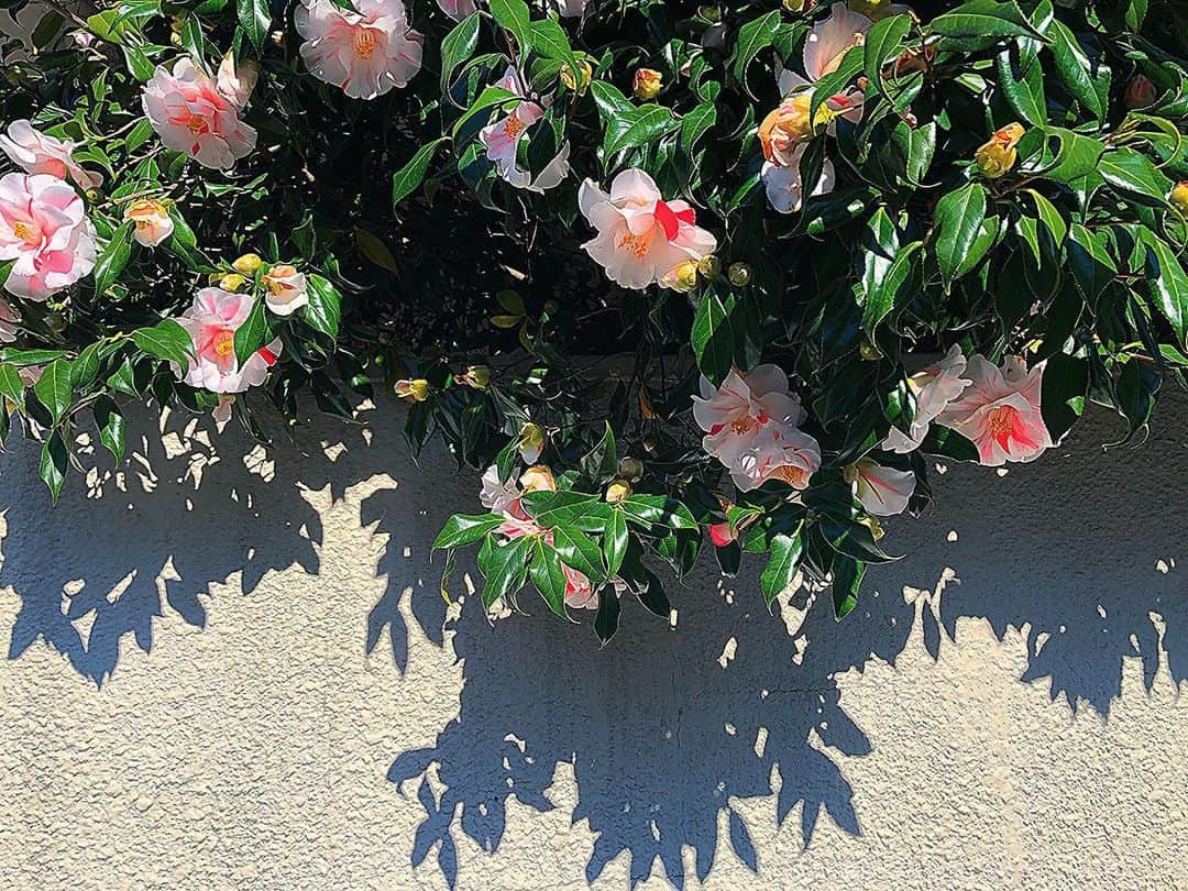 阿知波妃皇のインスタグラム：「GOOD MORNING」