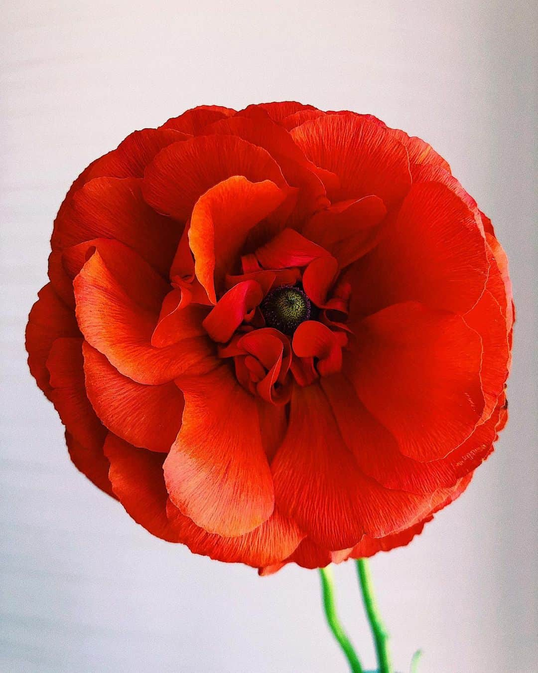 シャウラさんのインスタグラム写真 - (シャウラInstagram)「Why do you build me up, buttercup baby ❤️ 可愛い #beauty #buttercup #rananculus」3月25日 12時57分 - shaula_vogue