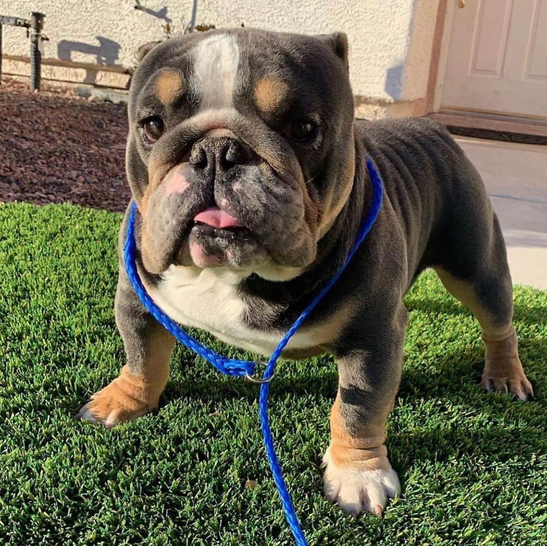 Bodhi & Butters & Bubbahのインスタグラム：「Do you think we should rehome this beautiful boy? He’s related to our bb Peanut from @minibulldogsrus and @beautifulbulldogs 💗🐶 . . . . . #bulldog #puppy #love #dogsofinstagram #cute #bestoftheday #rehome #dont #shop #new #baby #bff #goals #smile #boy #mom」