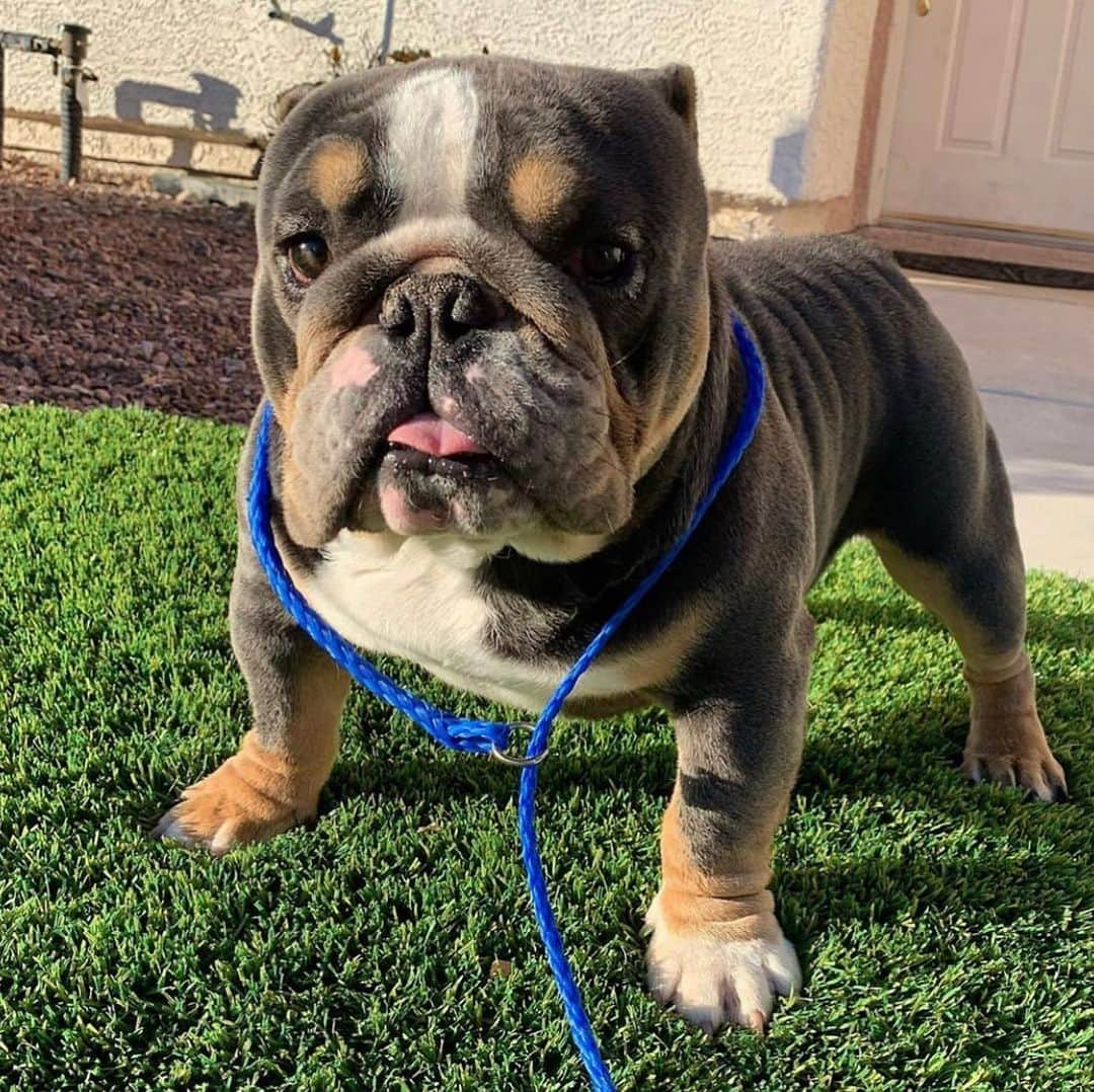 Bodhi & Butters & Bubbahさんのインスタグラム写真 - (Bodhi & Butters & BubbahInstagram)「Do you think we should rehome this beautiful boy? He’s related to our bb Peanut from @minibulldogsrus and @beautifulbulldogs 💗🐶 . . . . . #bulldog #puppy #love #dogsofinstagram #cute #bestoftheday #rehome #dont #shop #new #baby #bff #goals #smile #boy #mom」3月25日 13時01分 - keonistuff