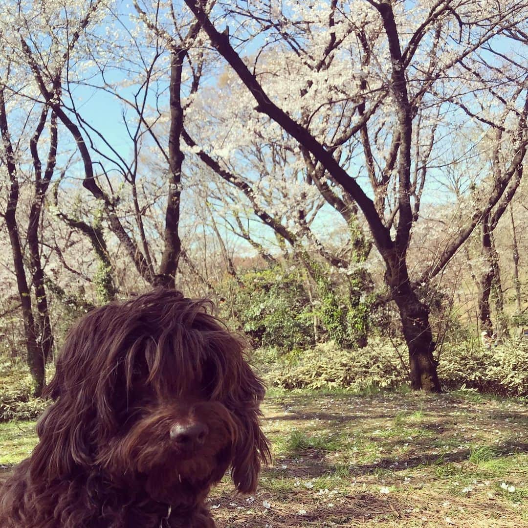 鶴田真由のインスタグラム：「公園でランチ」