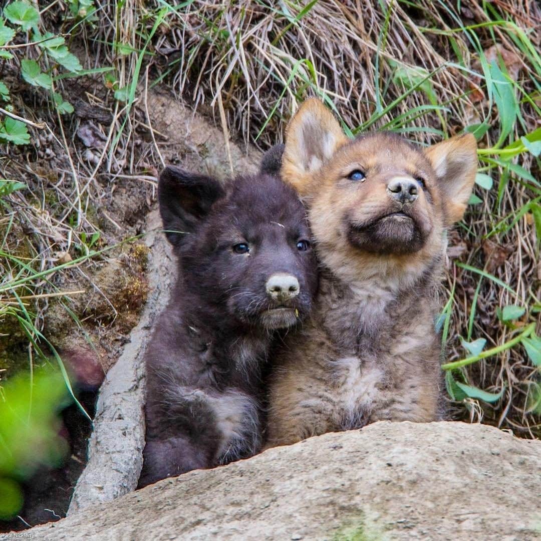 National Geographic Travelさんのインスタグラム写真 - (National Geographic TravelInstagram)「Photo by @PaulNicklen | Deep in the Canadian Yukon, young wolf pups peek out of their den and glance around their new surroundings with equal parts curiosity and uncertainty. These pups have a calm, quiet confidence while they are under the care of their parents and the entire pack to ensure their survival. There are uncles, aunties, subordinates, alphas, omegas, and betas surrounding them during their first few months. By the time they are a year old, young wolves have transitioned into full-grown members of the pack with their own set of responsibilities. This complicated social system ensures excellent communication, respect, and accountability to one another. I wonder if there is anything that humans, as a species, could learn from these incredible animals. Follow me @PaulNicklen to learn more about these unique sea wolves, native to the Pacific coast, and the conservation efforts striving to protect them. #ExtinctionEndsHere #Yukon #Wolf #Family #TurningTheTide」3月25日 13時10分 - natgeotravel