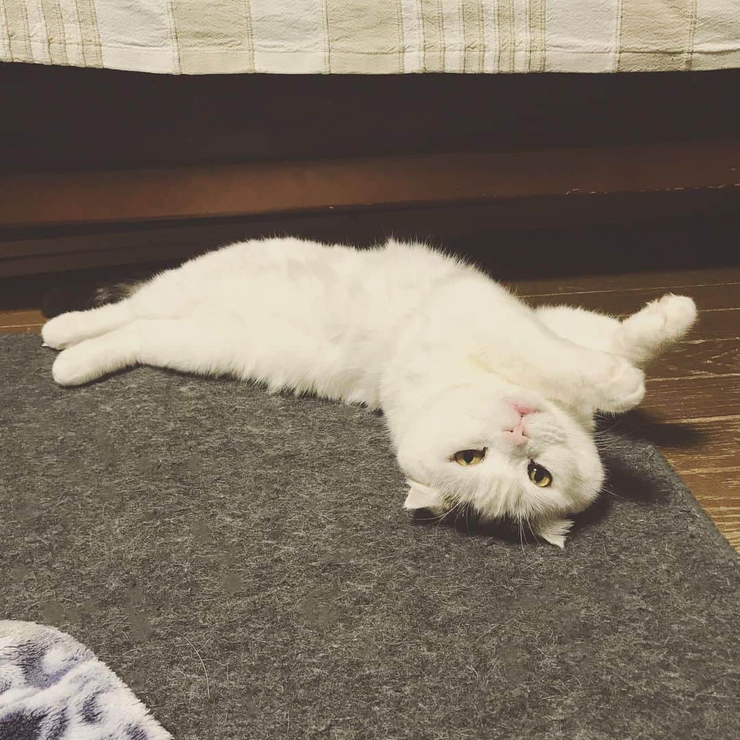 もじゃころのインスタグラム：「久々のおまんじゅうの妖精です✨」