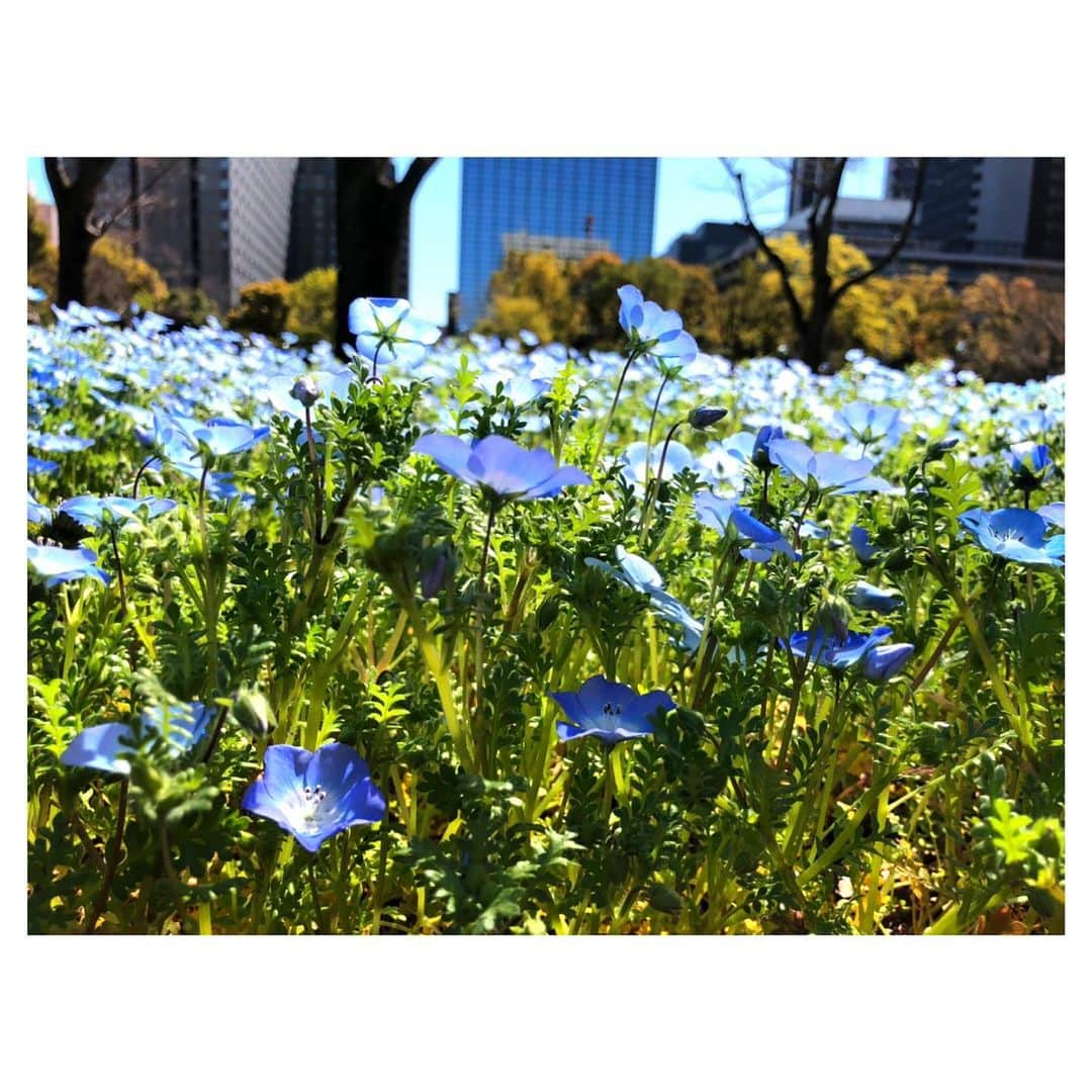 理絵さんのインスタグラム写真 - (理絵Instagram)「みんな太陽の方を向いていた💙  #nemophila #nemophilablue #ネモフィラ #ネモフィラブルー #日比谷公園 #flowers #flower #fiore #꽃 #花 #blue #tokyo #japan」3月25日 13時19分 - ____rie____