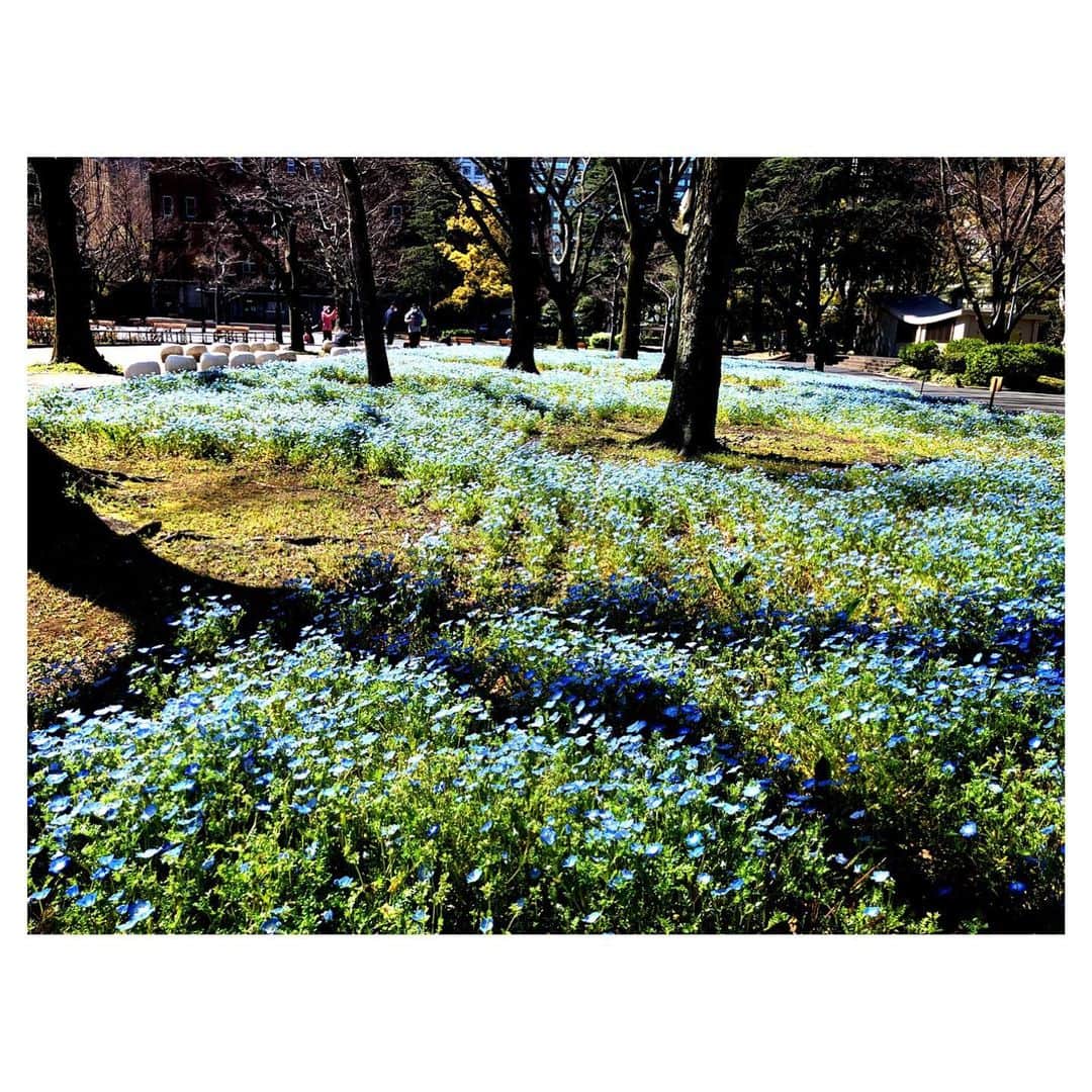 理絵さんのインスタグラム写真 - (理絵Instagram)「みんな太陽の方を向いていた💙  #nemophila #nemophilablue #ネモフィラ #ネモフィラブルー #日比谷公園 #flowers #flower #fiore #꽃 #花 #blue #tokyo #japan」3月25日 13時19分 - ____rie____