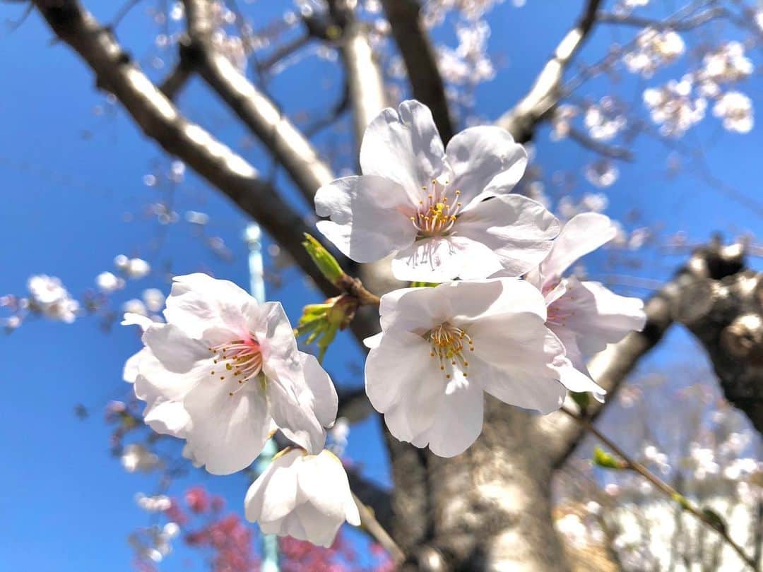 青木玲緒樹のインスタグラム：「#桜 #🌸」