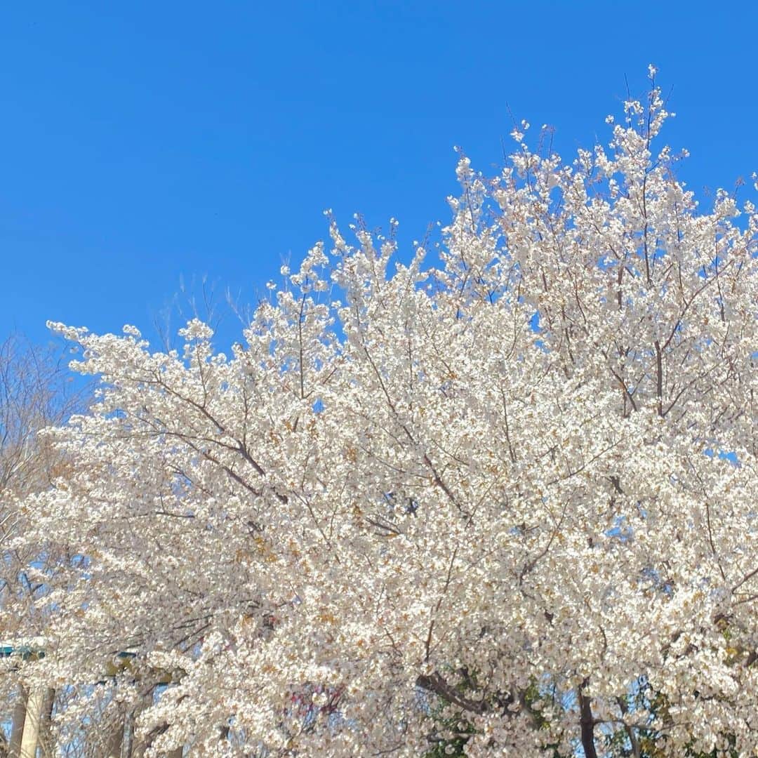 山田稔明さんのインスタグラム写真 - (山田稔明Instagram)「きれい #桜2020」3月25日 14時06分 - toshiakiyamada