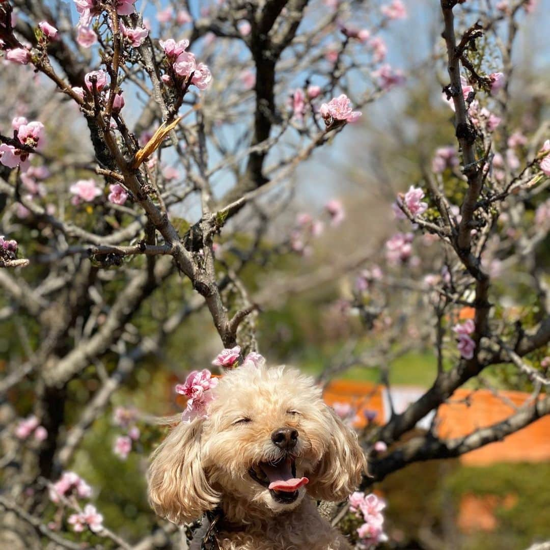 夏焼雅さんのインスタグラム写真 - (夏焼雅Instagram)「すてきよ🌸🍡🌸 @peace.happy.peace ♡  #２枚目の写真🤳🏻 #桜のツノみたいでかわいい🌸」3月25日 14時05分 - miyaaa0825